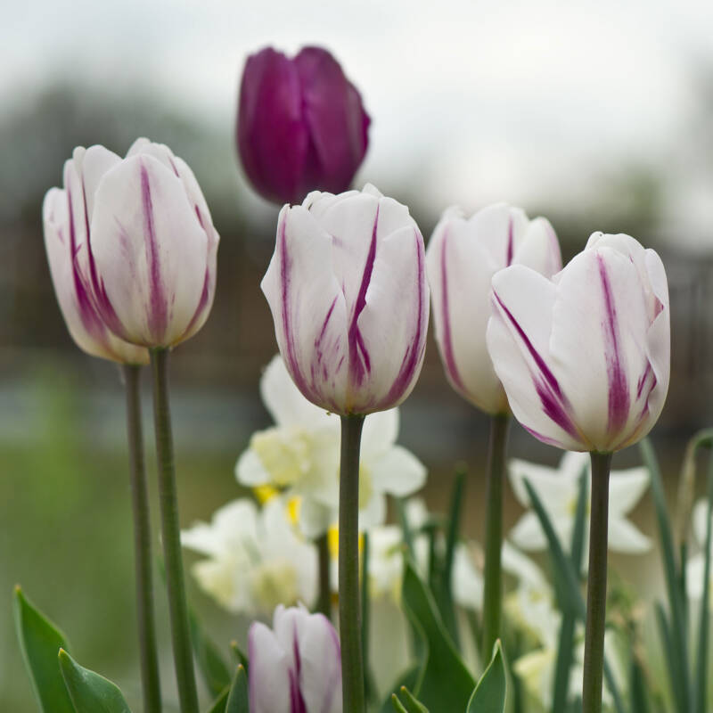 Tulpen / Hirschstetten
