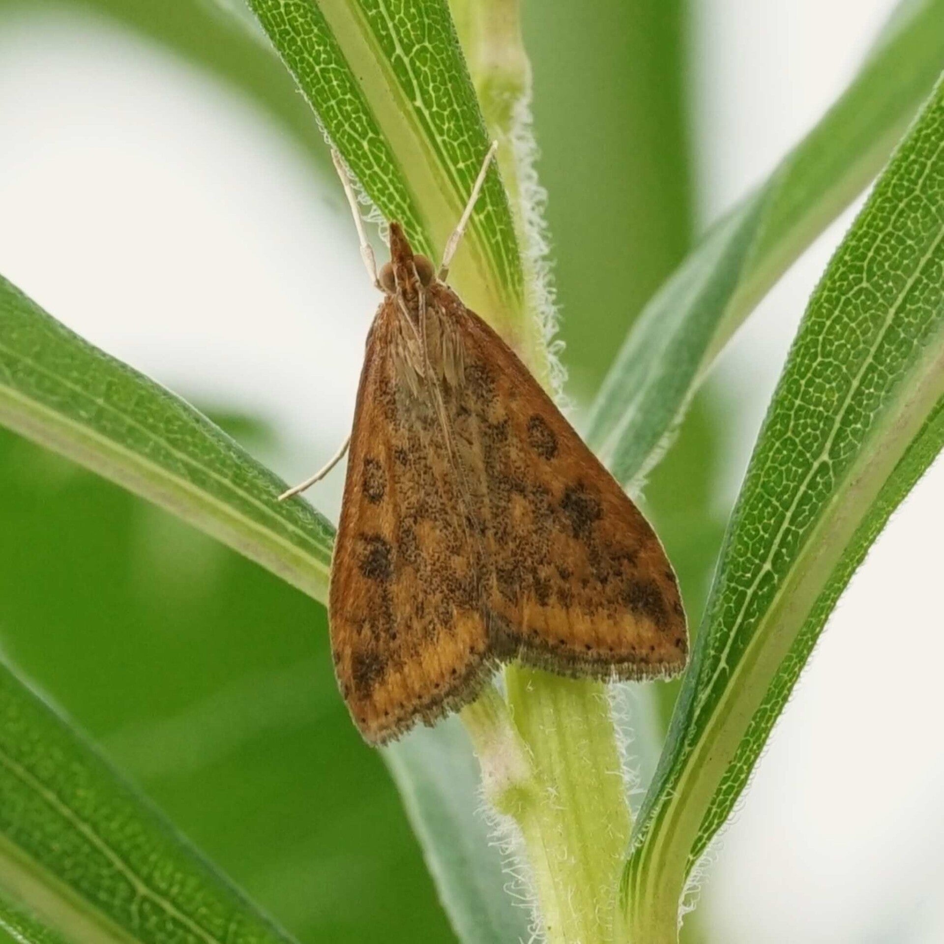 wir flattern auf heimische nachtfalter tagfalter raupen nahrungspflanzen österreich petra urbanek inge biller sabine gasparitz wirflatternauf bugs-team