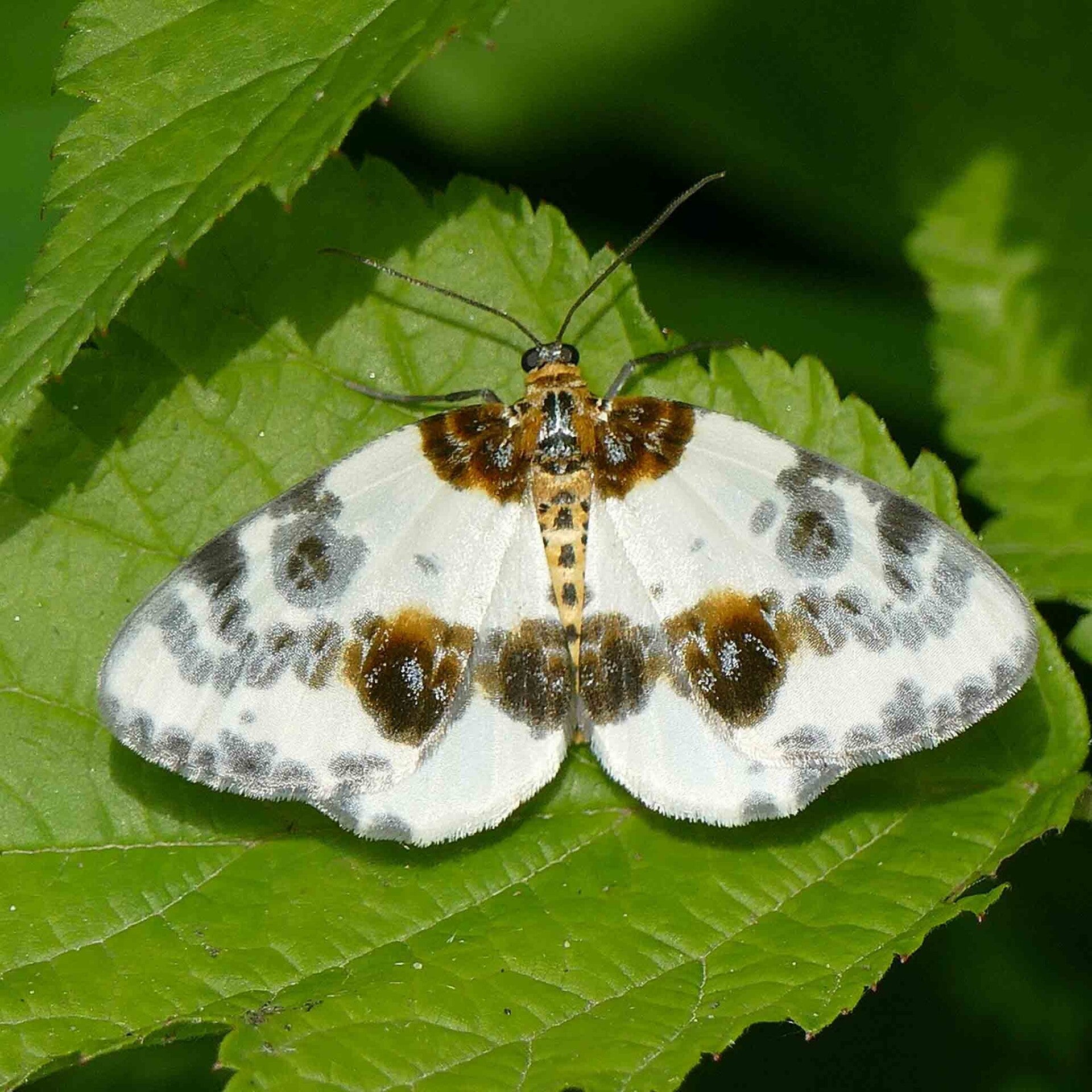 wir flattern auf heimische nachtfalter tagfalter raupen nahrungspflanzen österreich petra urbanek inge biller sabine gasparitz wirflatternauf bugs-team