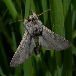 wir flattern auf heimische nachtfalter tagfalter raupen nahrungspflanzen österreich petra urbanek inge biller sabine gasparitz wirflatternauf bugs-team