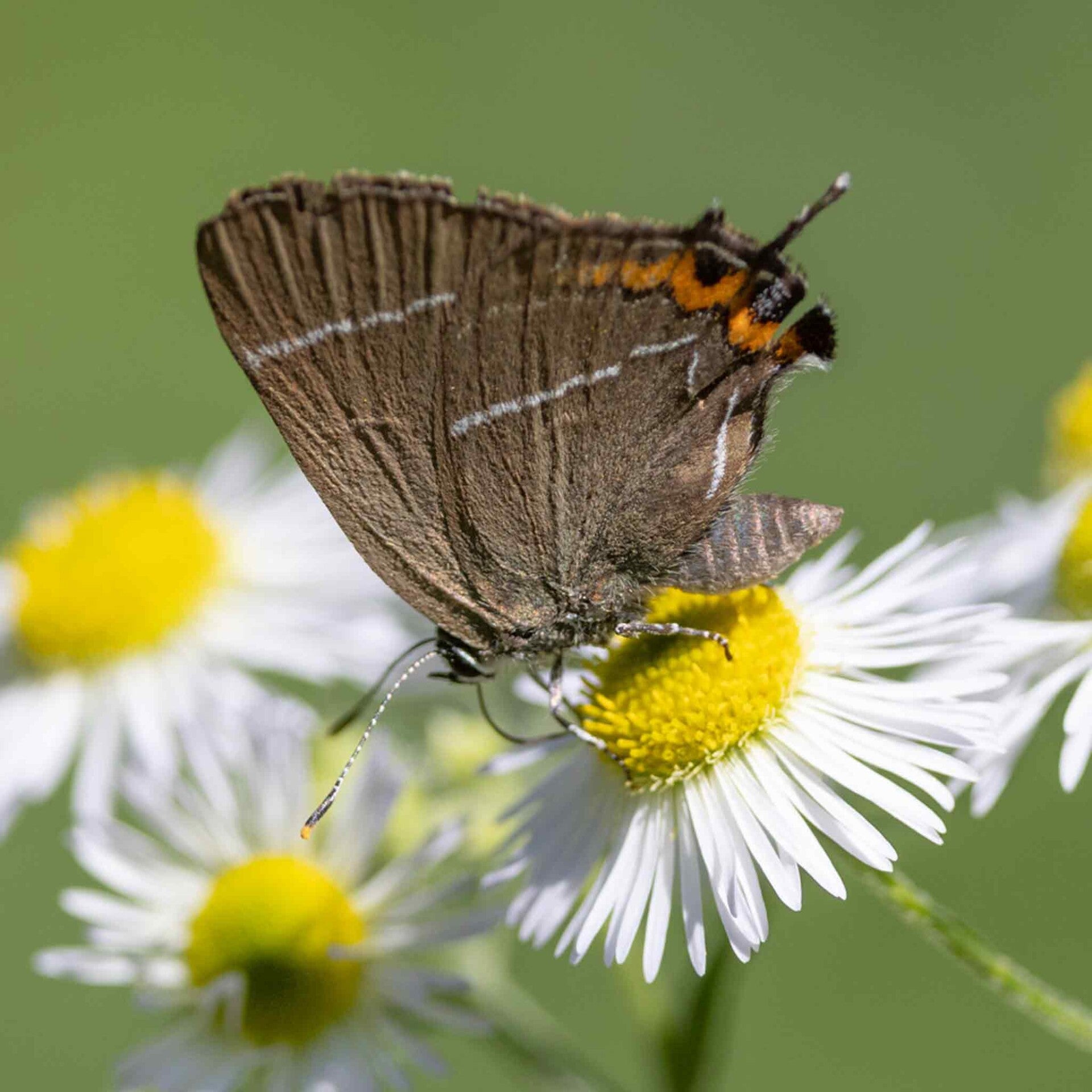 Ulmen-Zipfelfalter Satyrium w-album wir flattern auf heimische nachtfalter tagfalter raupen nahrungspflanzen österreich petra urbanek inge biller sabine gasparitz wirflatternauf bugs-team
