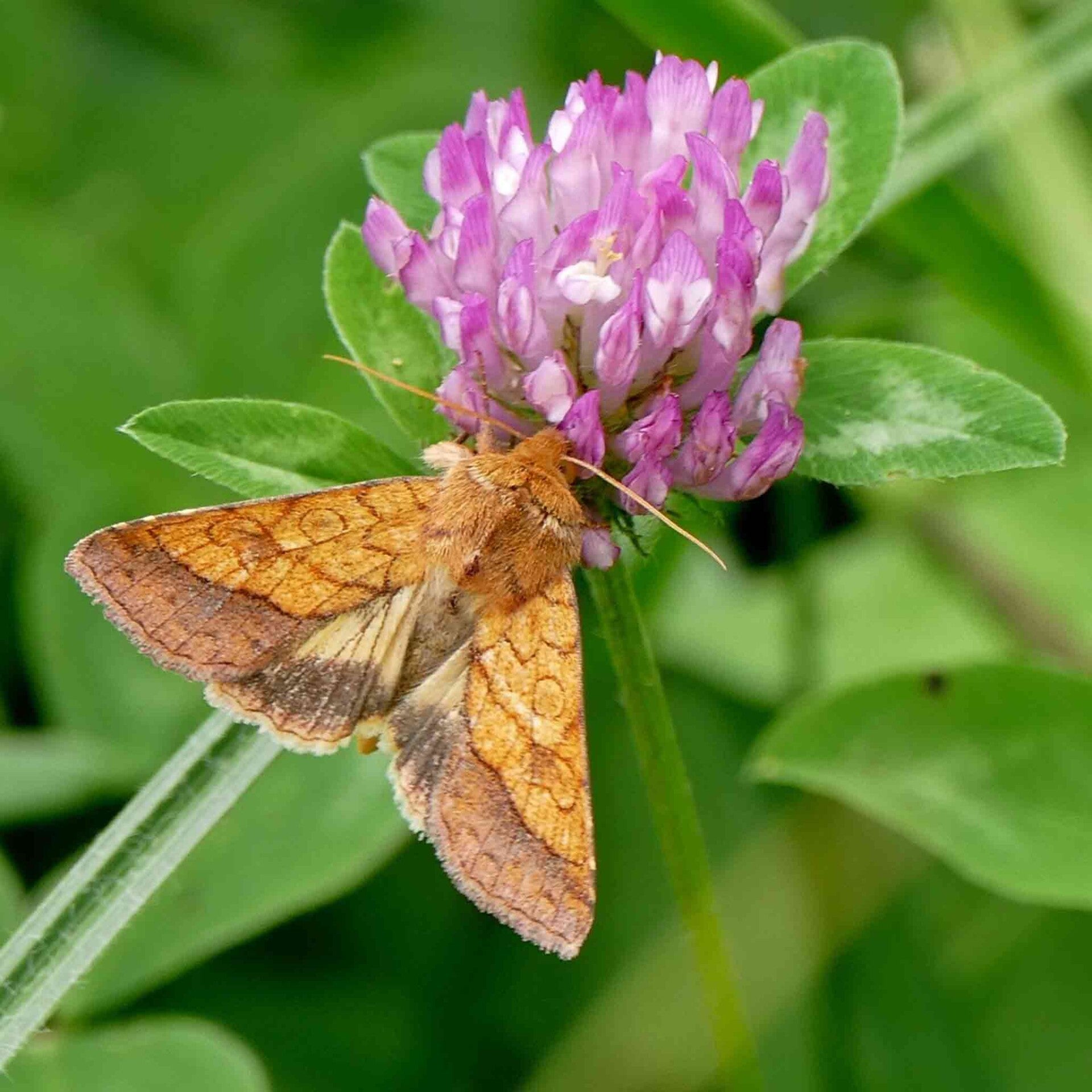 wir flattern auf heimische nachtfalter tagfalter raupen nahrungspflanzen österreich petra urbanek inge biller sabine gasparitz wirflatternauf bugs-team