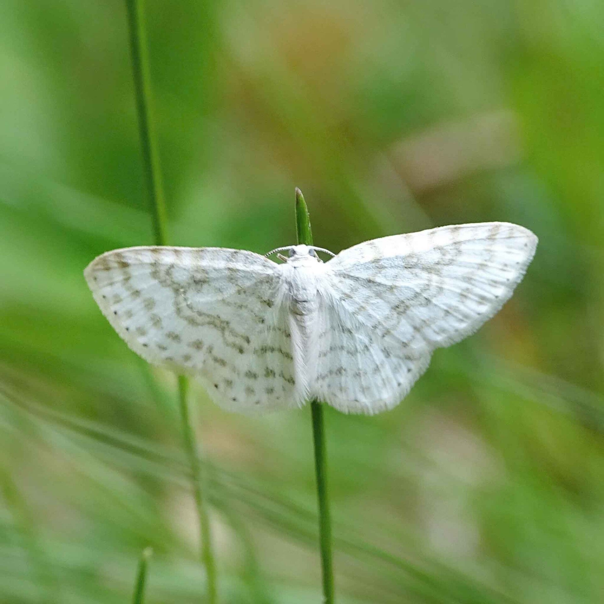 wir flattern auf heimische nachtfalter tagfalter raupen nahrungspflanzen österreich petra urbanek inge biller sabine gasparitz wirflatternauf bugs-team