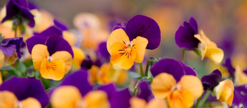 wir flattern auf heimische nachtfalter tagfalter raupen nahrungspflanzen österreich petra urbanek inge biller sabine gasparitz wirflatternauf bugs-team