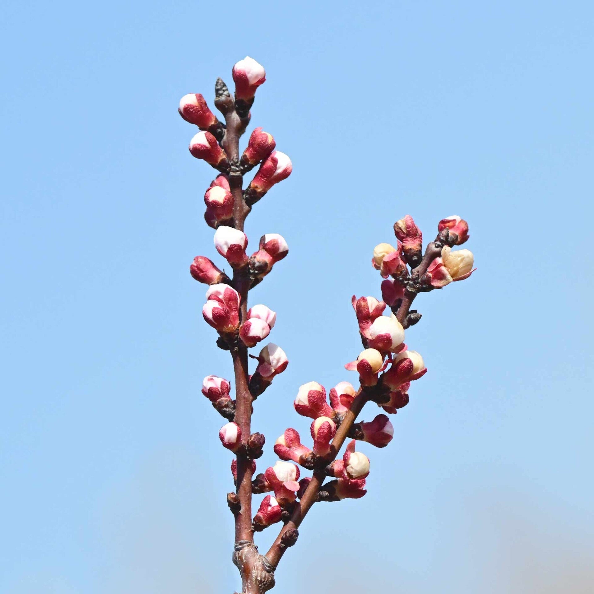 wir flattern auf heimische nachtfalter tagfalter raupen nahrungspflanzen österreich petra urbanek inge biller sabine gasparitz wirflatternauf bugs-team