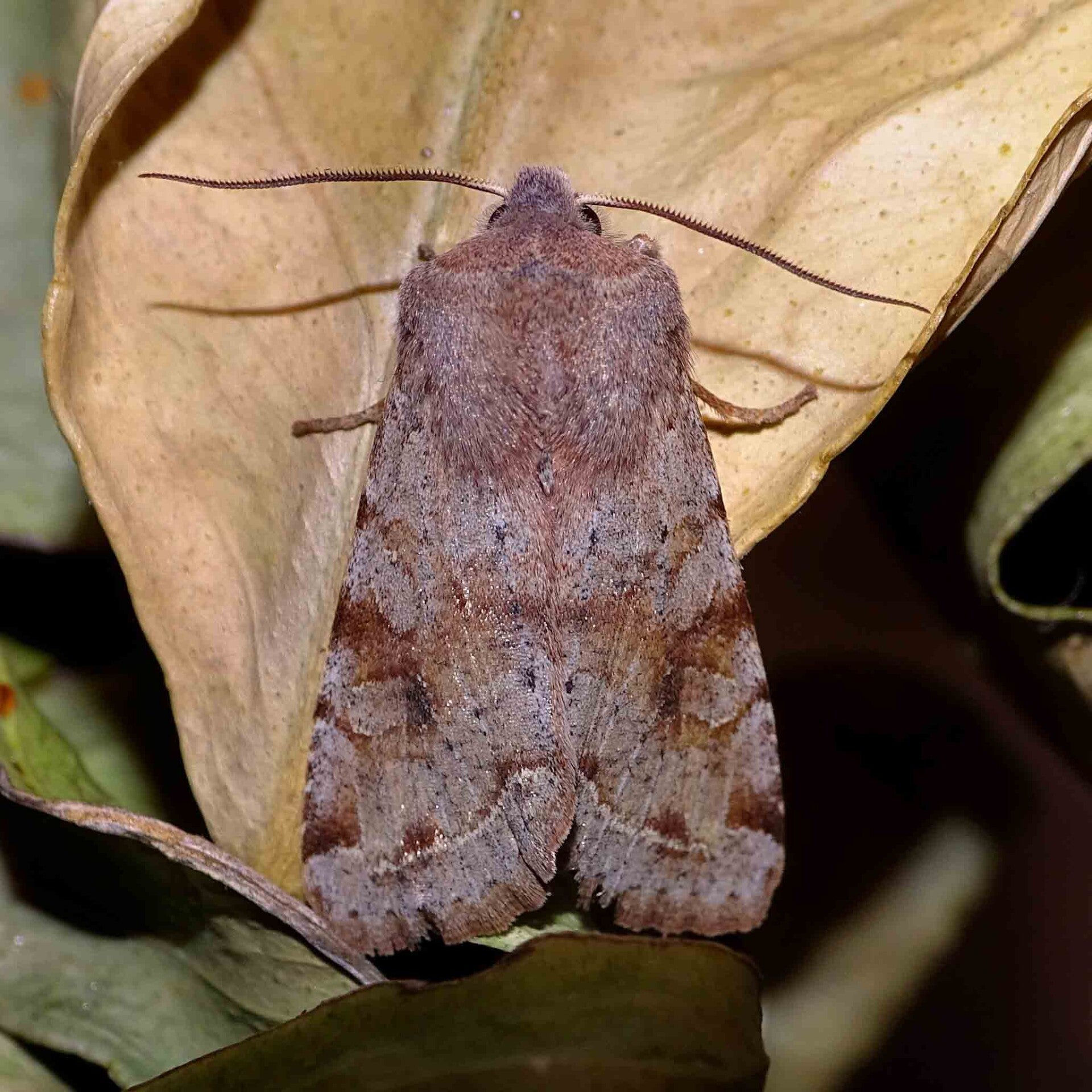 wir flattern auf heimische nachtfalter tagfalter raupen nahrungspflanzen österreich petra urbanek inge biller sabine gasparitz wirflatternauf bugs-team
