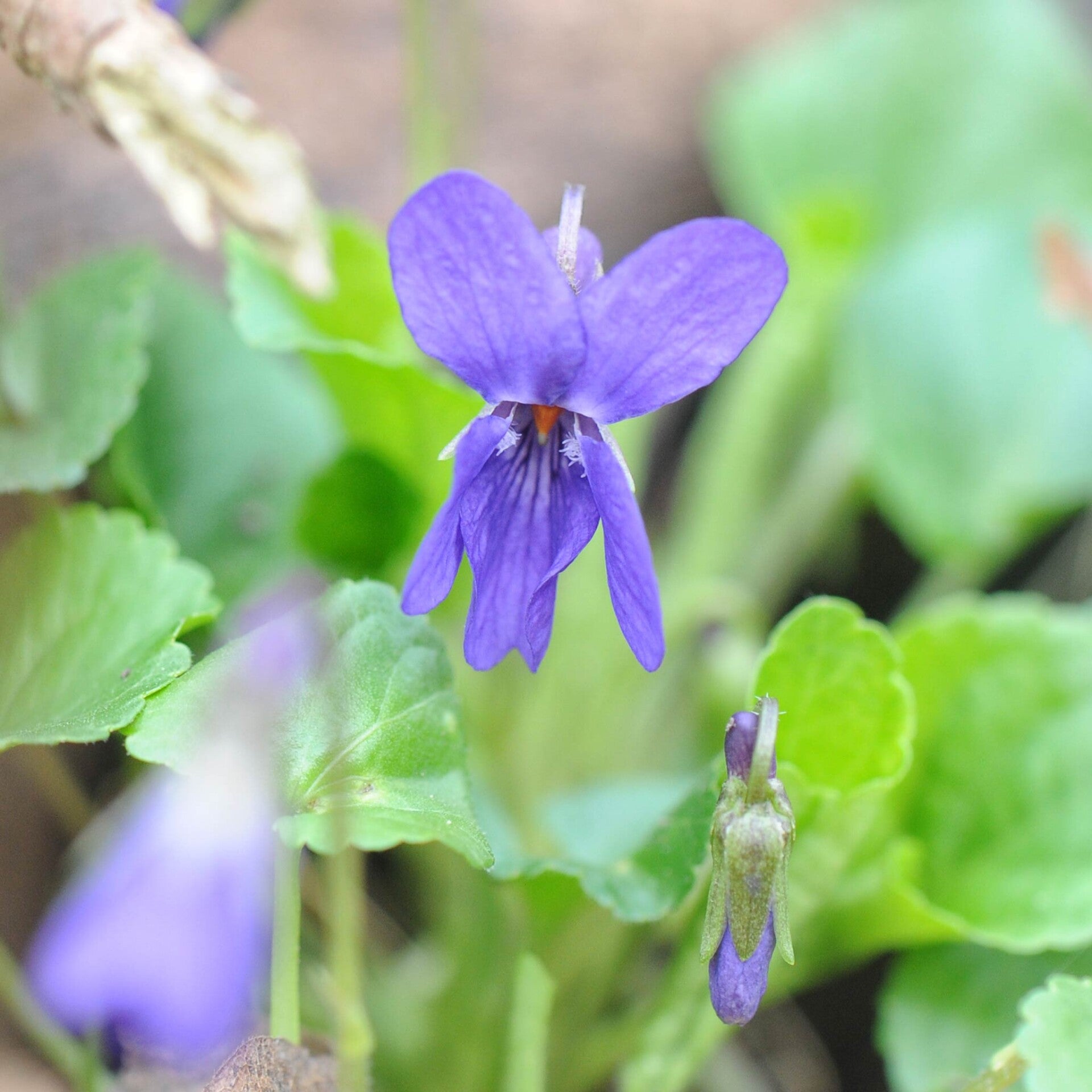 wir flattern auf heimische nachtfalter tagfalter raupen nahrungspflanzen österreich petra urbanek inge biller sabine gasparitz wirflatternauf bugs-team