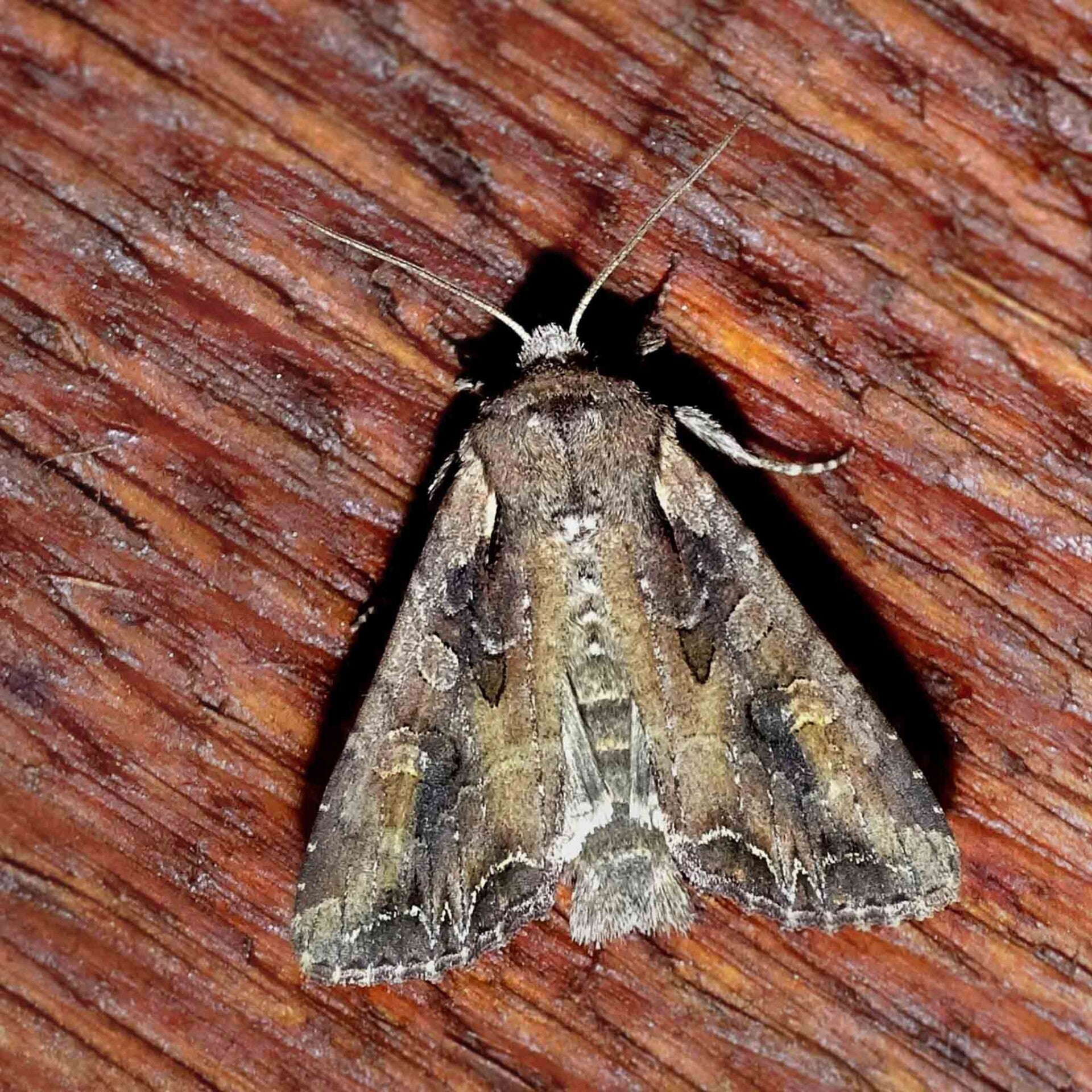 wir flattern auf heimische nachtfalter tagfalter raupen nahrungspflanzen österreich petra urbanek inge biller sabine gasparitz wirflatternauf bugs-team