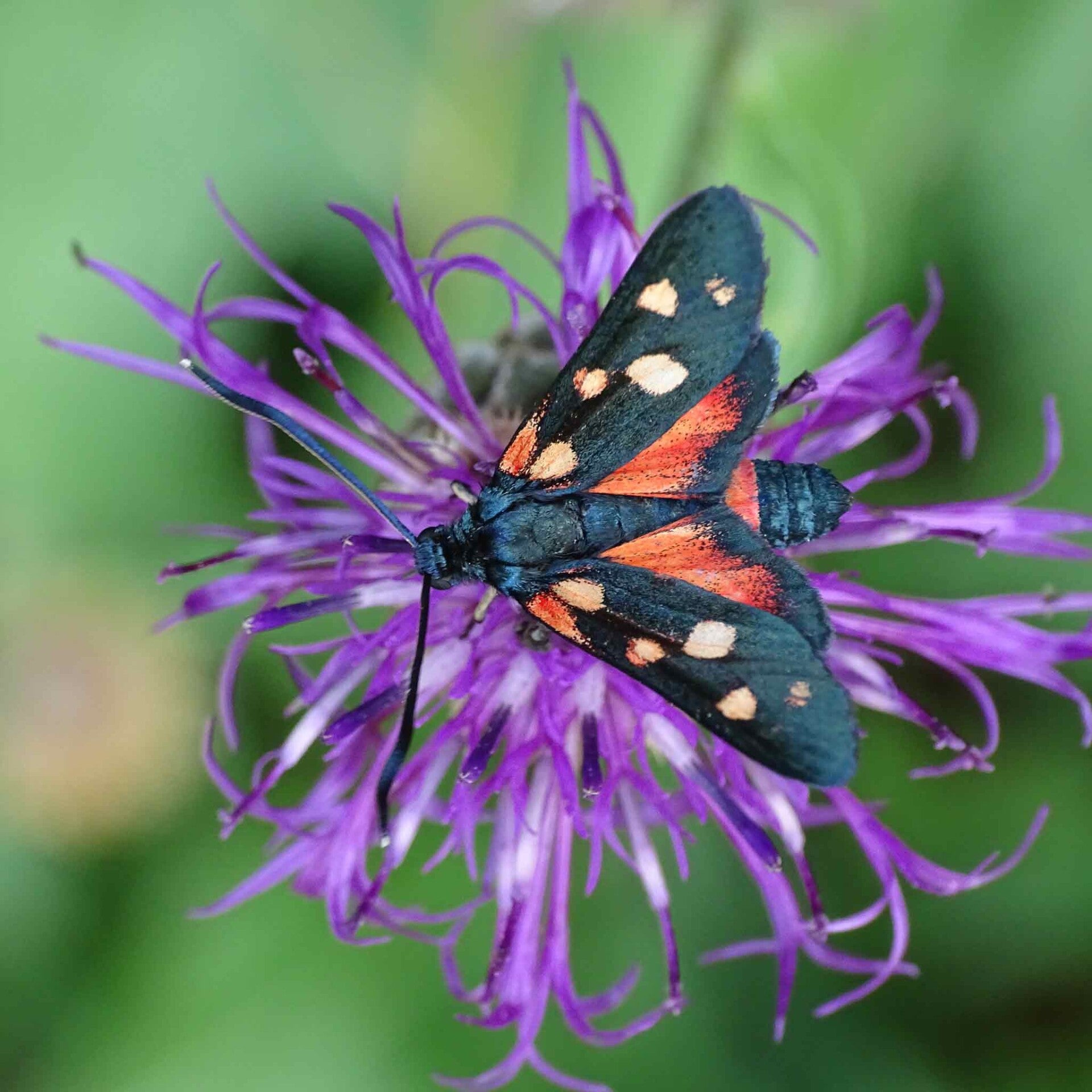 wir flattern auf heimische nachtfalter tagfalter raupen nahrungspflanzen österreich petra urbanek inge biller sabine gasparitz wirflatternauf bugs-team