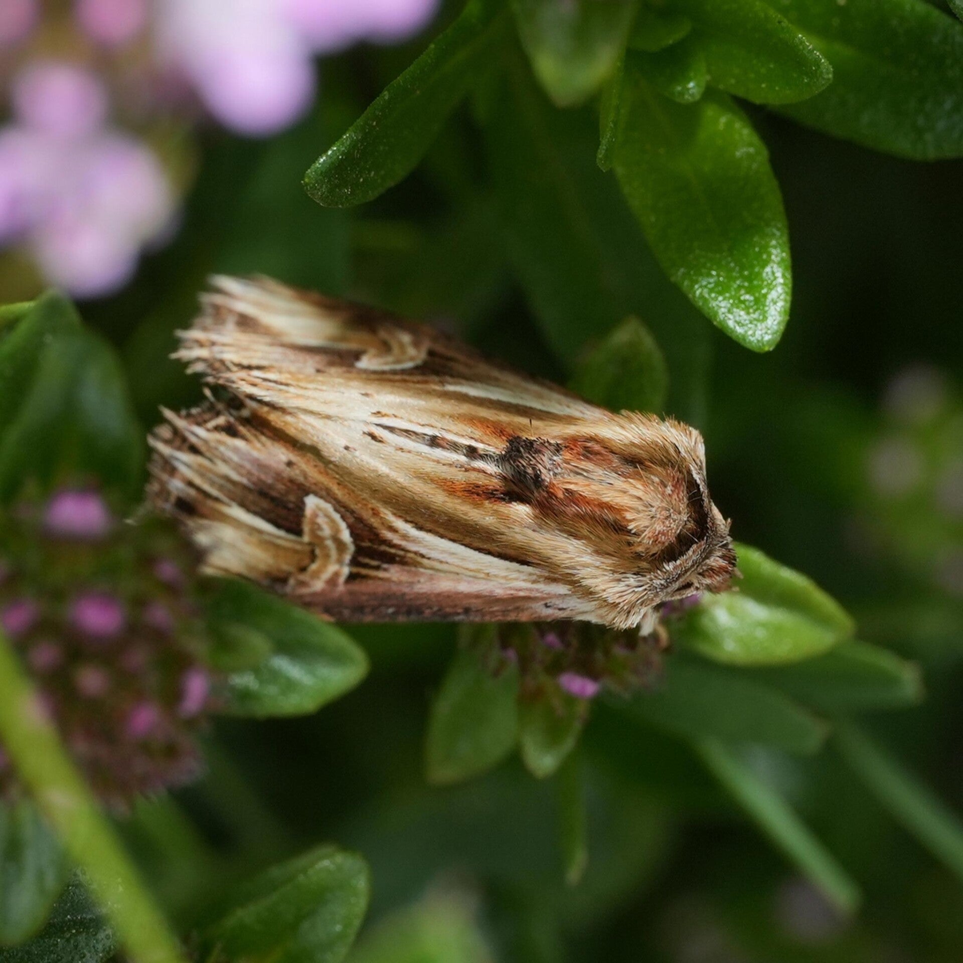wir flattern auf heimische nachtfalter tagfalter raupen nahrungspflanzen österreich petra urbanek inge biller sabine gasparitz wirflatternauf bugs-team