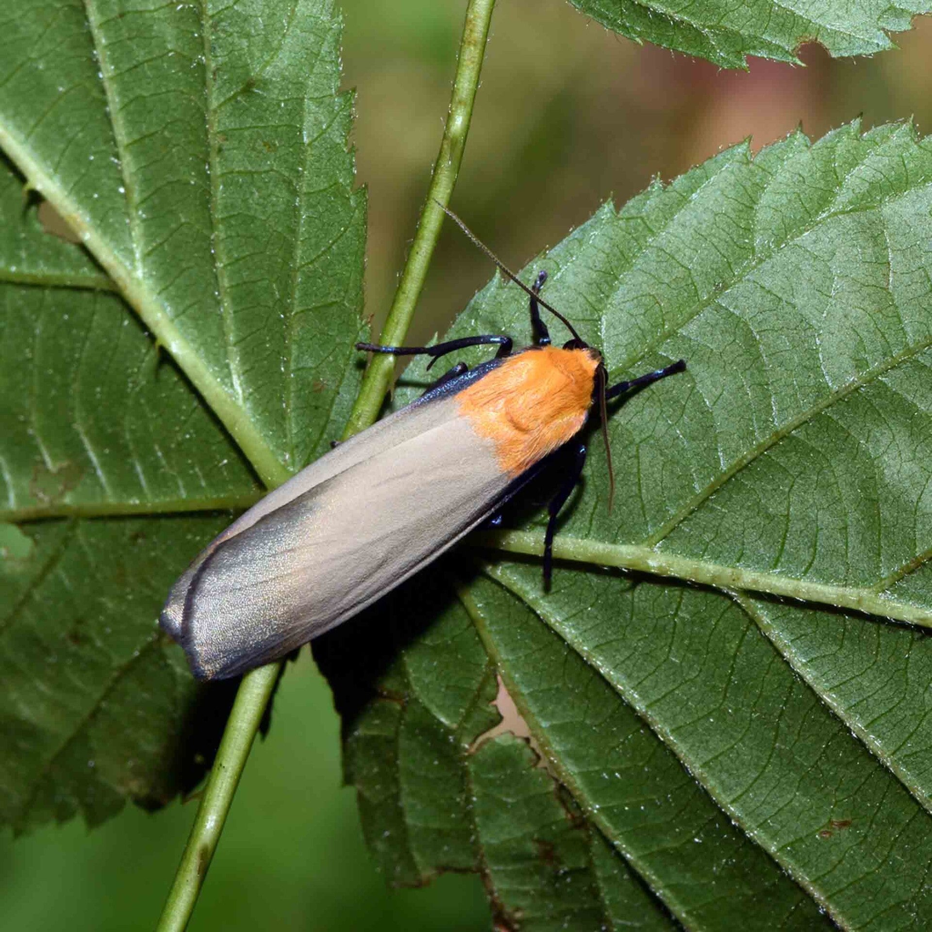wir flattern auf heimische nachtfalter tagfalter raupen nahrungspflanzen österreich petra urbanek inge biller sabine gasparitz wirflatternauf bugs-team