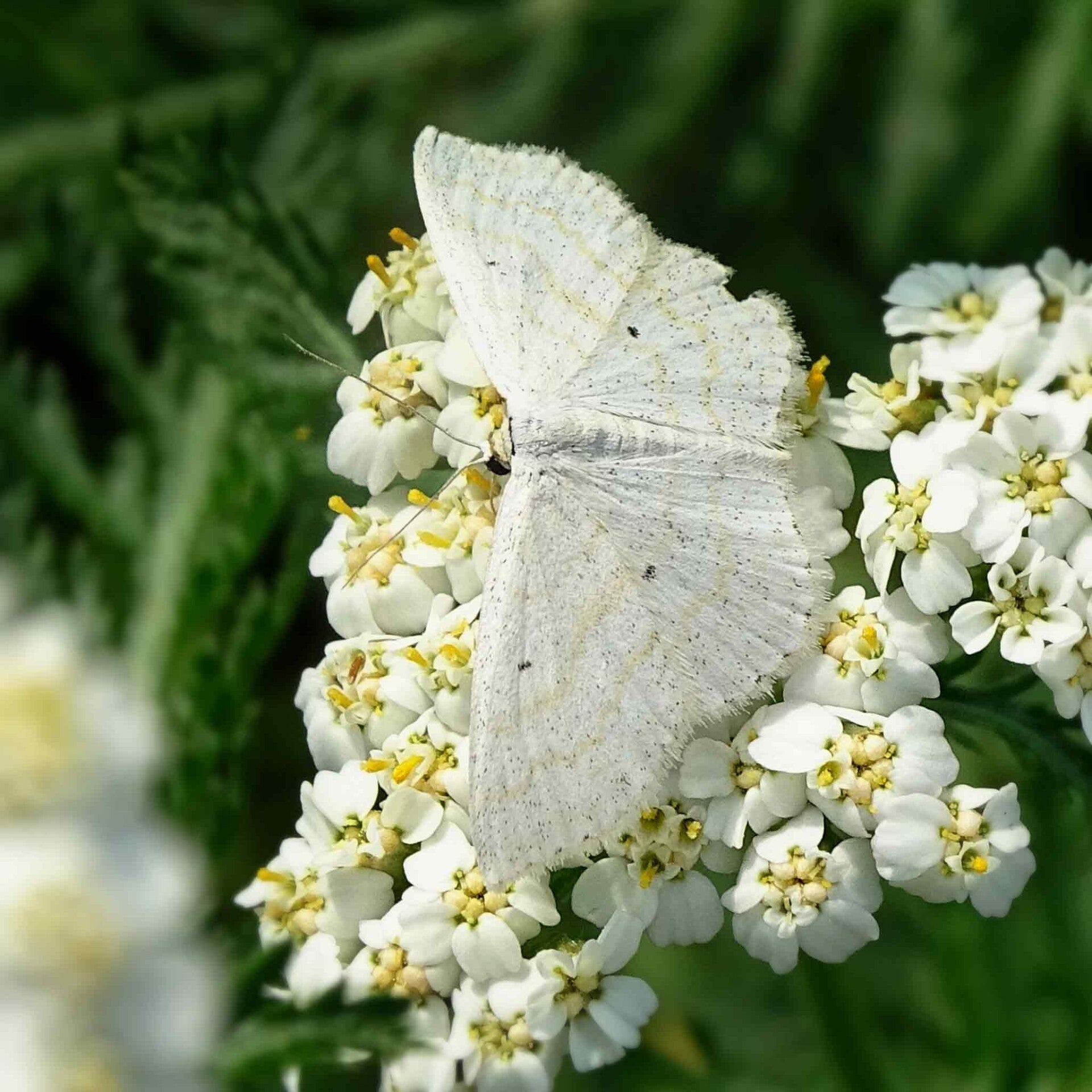 wir flattern auf heimische nachtfalter tagfalter raupen nahrungspflanzen österreich petra urbanek inge biller sabine gasparitz wirflatternauf bugs-team