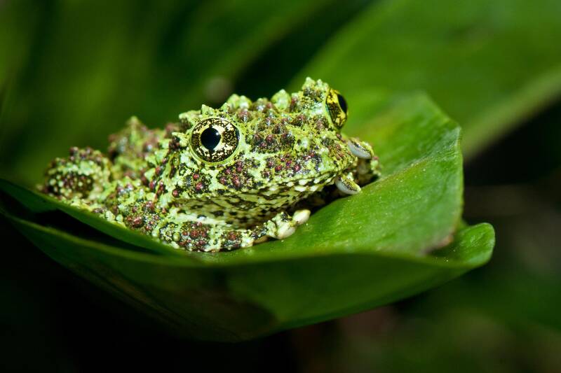 Vietnamesicher Moosfrosch