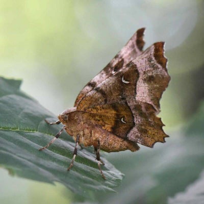 wir flattern auf heimische nachtfalter tagfalter raupen nahrungspflanzen österreich petra urbanek inge biller sabine gasparitz wirflatternauf bugs-team