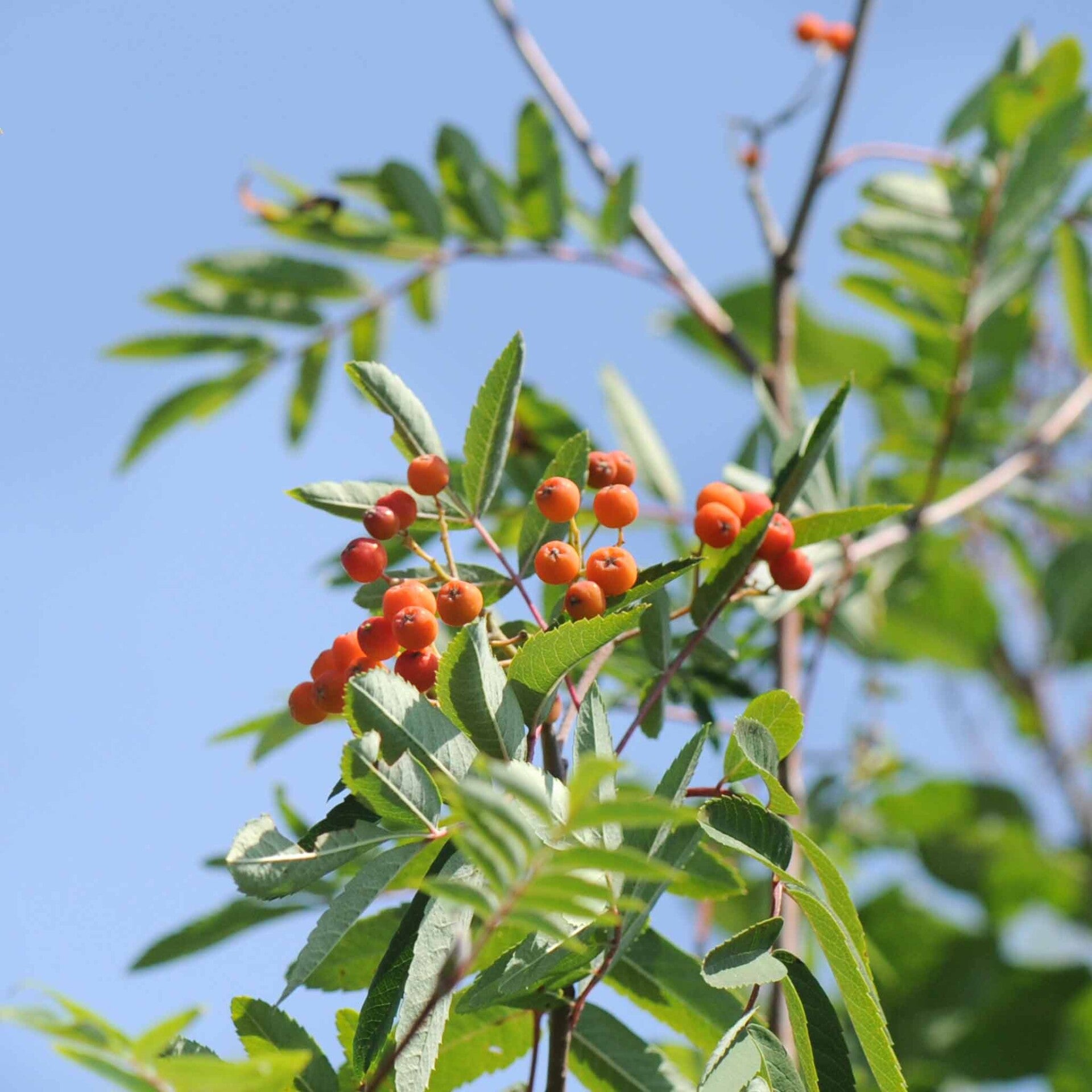 wir flattern auf heimische nachtfalter tagfalter raupen nahrungspflanzen österreich petra urbanek inge biller sabine gasparitz wirflatternauf bugs-team