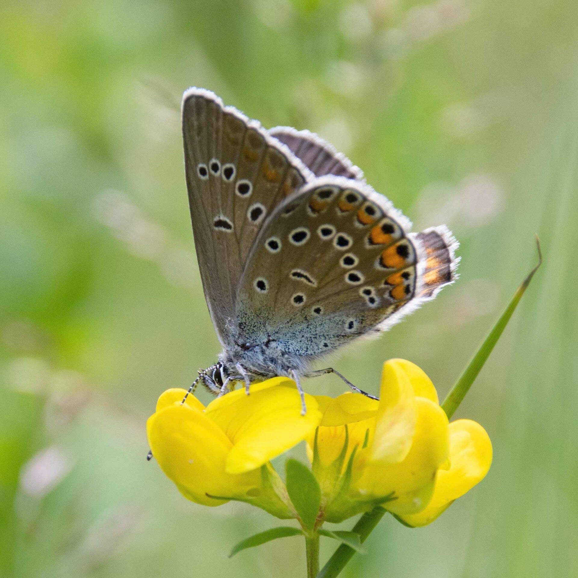 Vogelwicken-Bläuling Polyommatus amandus wir flattern auf heimische nachtfalter tagfalter raupen nahrungspflanzen österreich petra urbanek inge biller sabine gasparitz wirflatternauf bugs-team