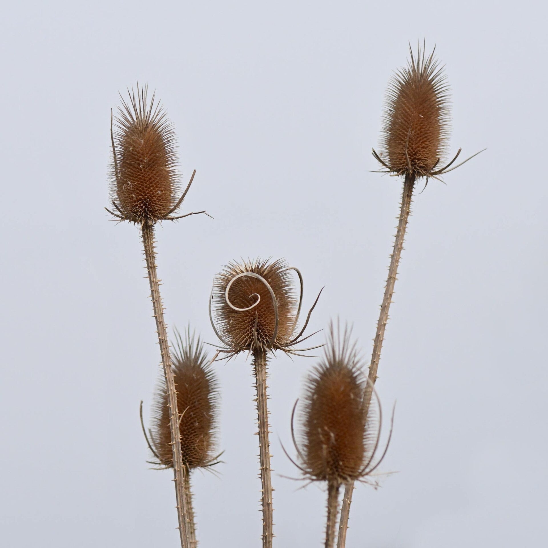 wir flattern auf heimische nachtfalter tagfalter raupen nahrungspflanzen österreich petra urbanek inge biller sabine gasparitz wirflatternauf bugs-team