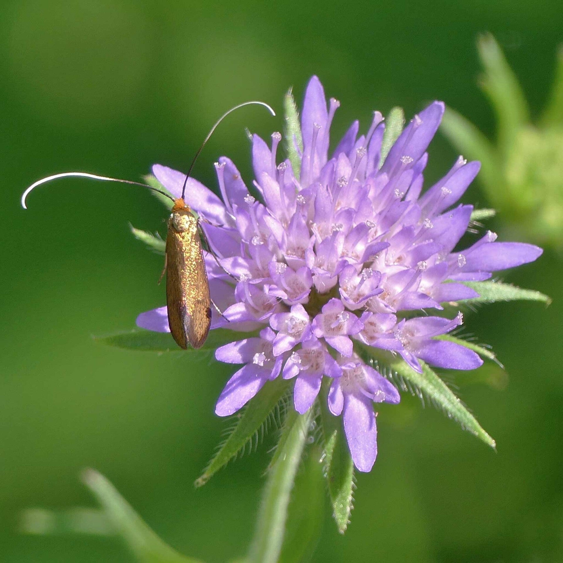 wir flattern auf heimische nachtfalter tagfalter raupen nahrungspflanzen österreich petra urbanek inge biller sabine gasparitz wirflatternauf bugs-team