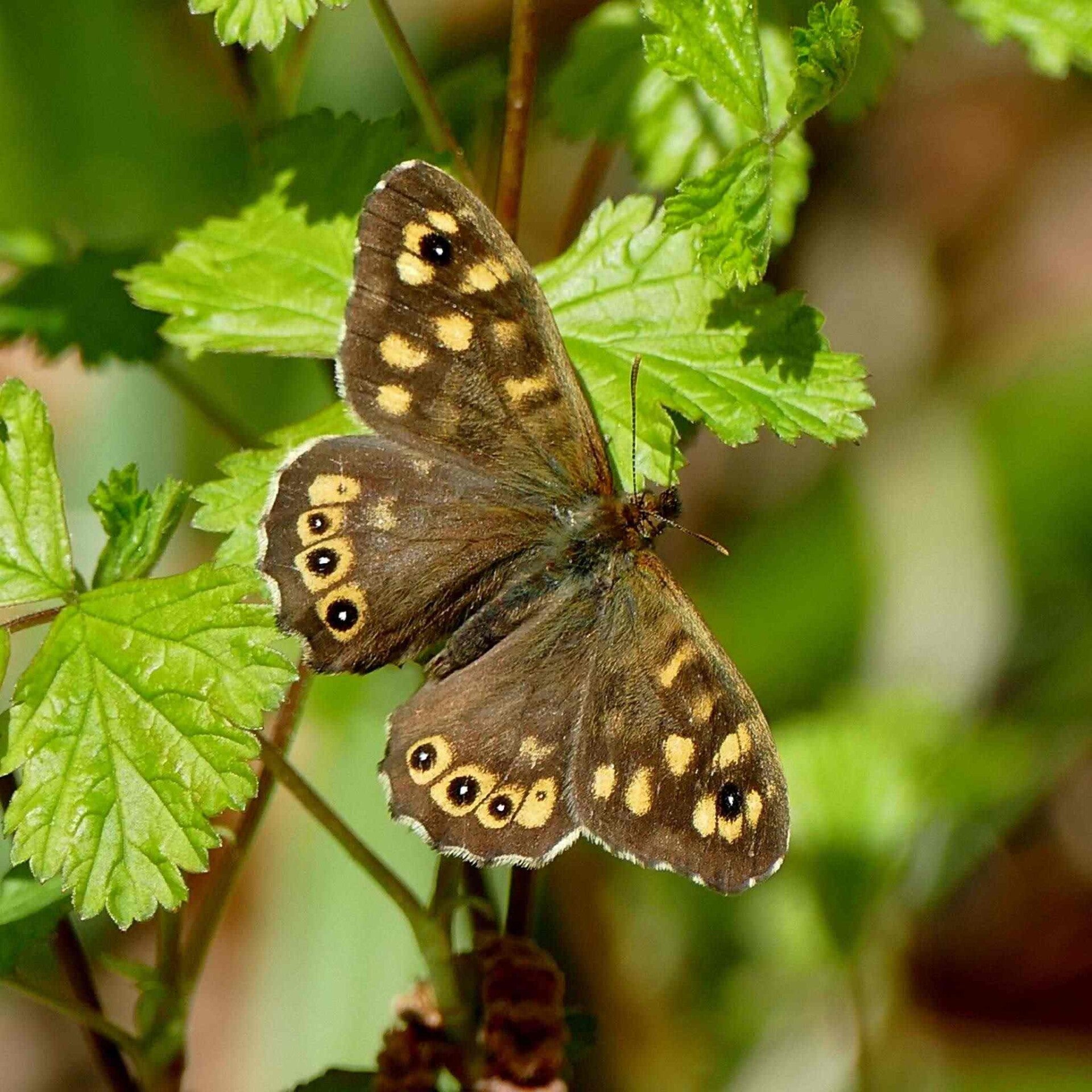 wir flattern auf heimische nachtfalter tagfalter raupen nahrungspflanzen österreich petra urbanek inge biller sabine gasparitz wirflatternauf bugs-team