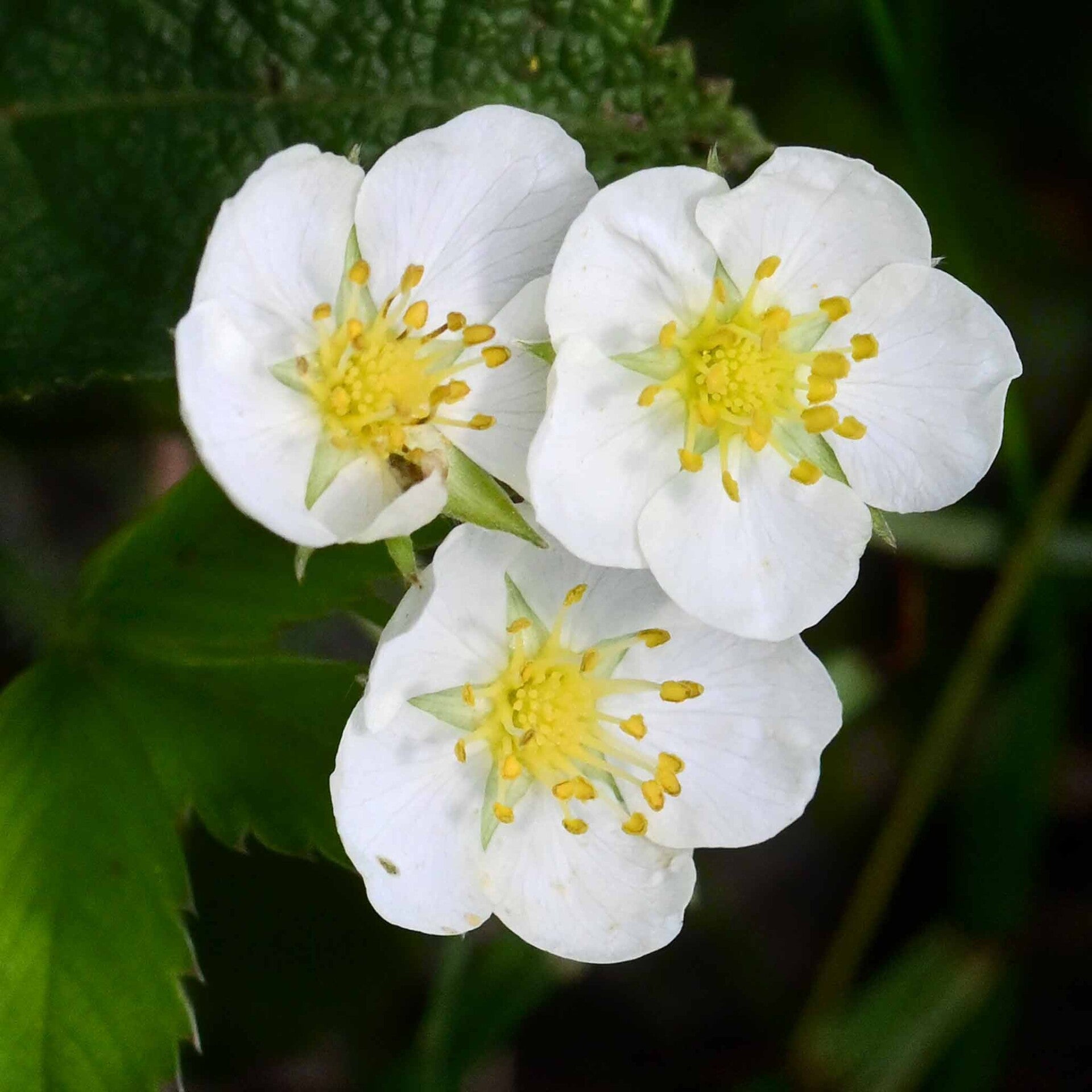 wir flattern auf heimische nachtfalter tagfalter raupen nahrungspflanzen österreich petra urbanek inge biller sabine gasparitz wirflatternauf bugs-team