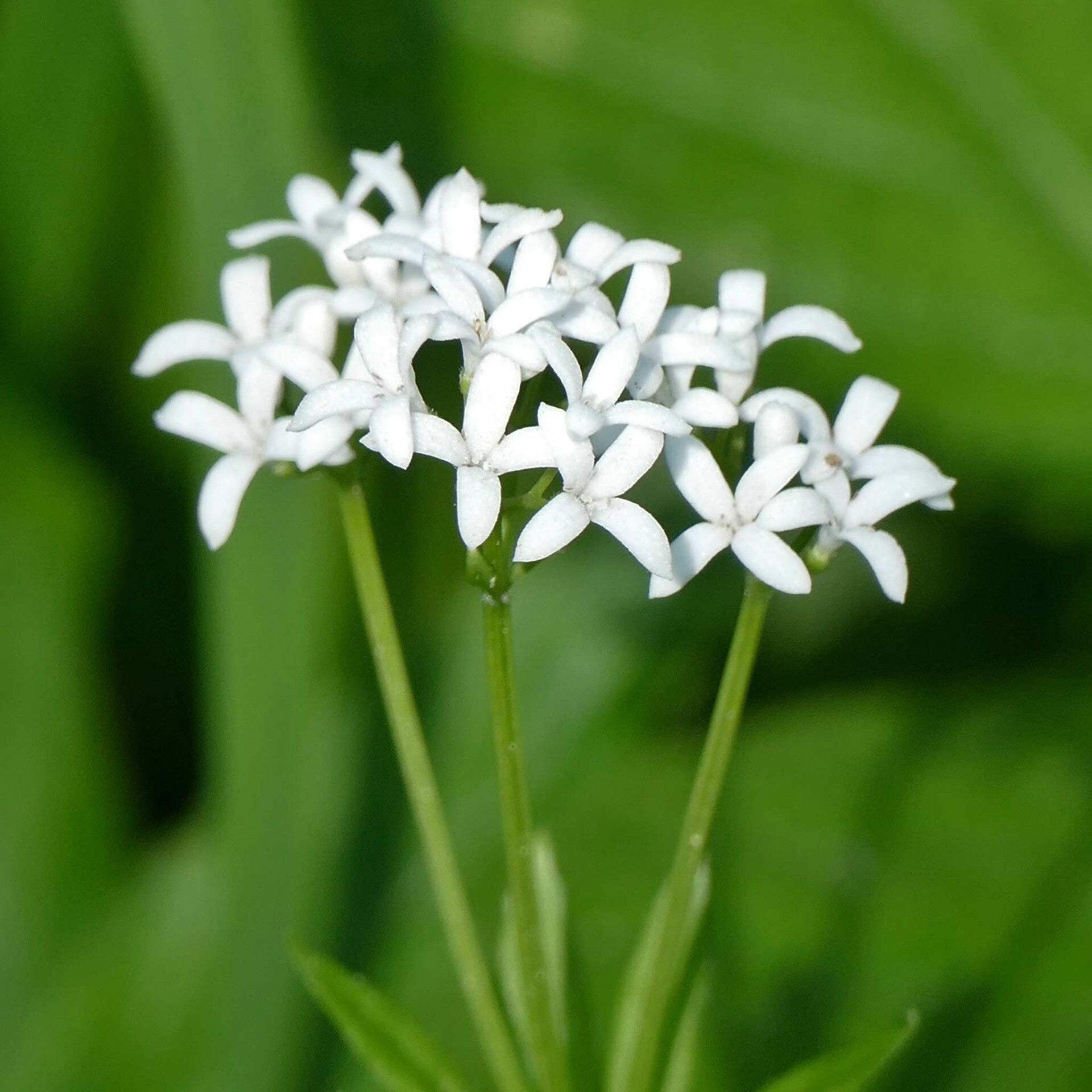 wir flattern auf heimische nachtfalter tagfalter raupen nahrungspflanzen österreich petra urbanek inge biller sabine gasparitz wirflatternauf bugs-team
