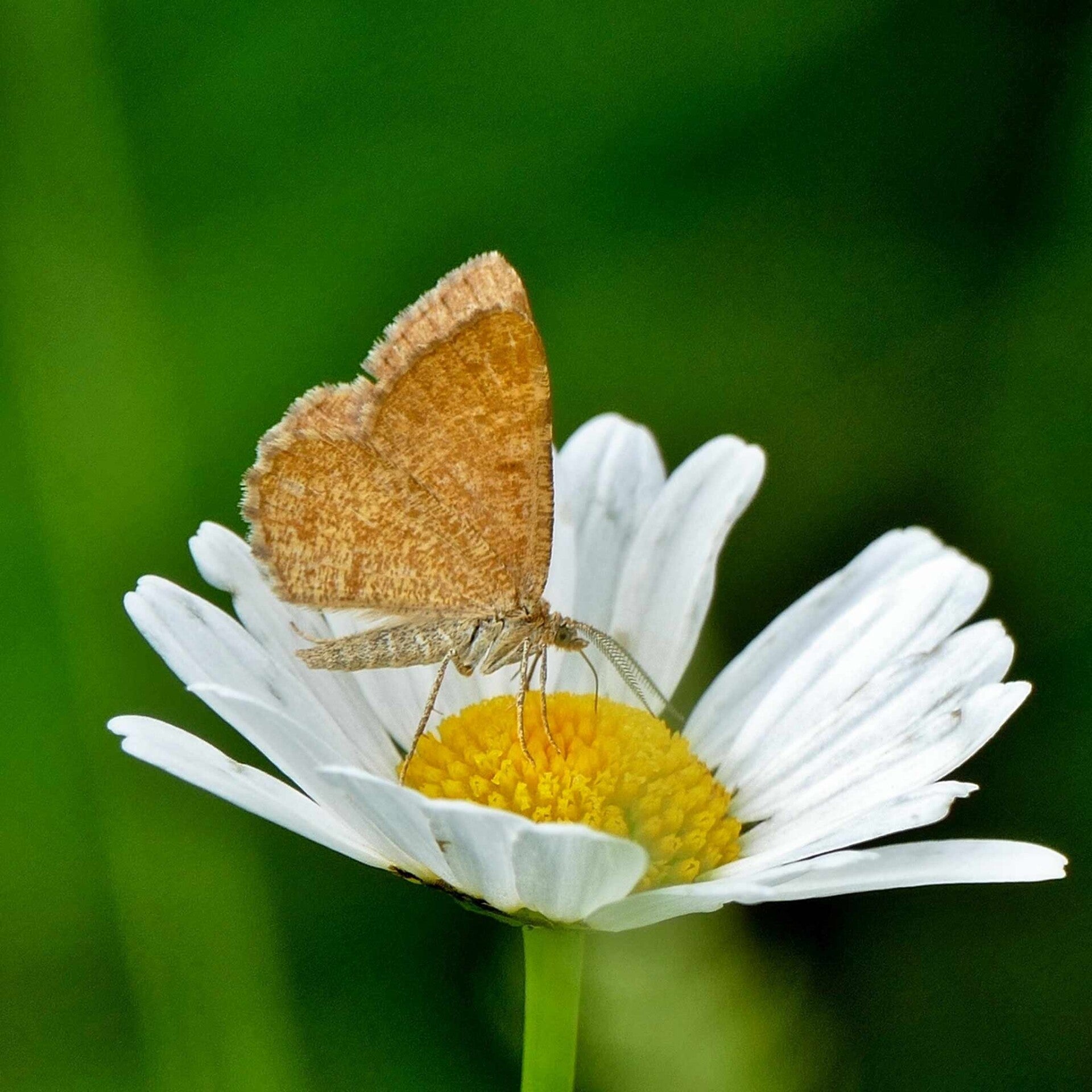 wir flattern auf heimische nachtfalter tagfalter raupen nahrungspflanzen österreich petra urbanek inge biller sabine gasparitz wirflatternauf bugs-team