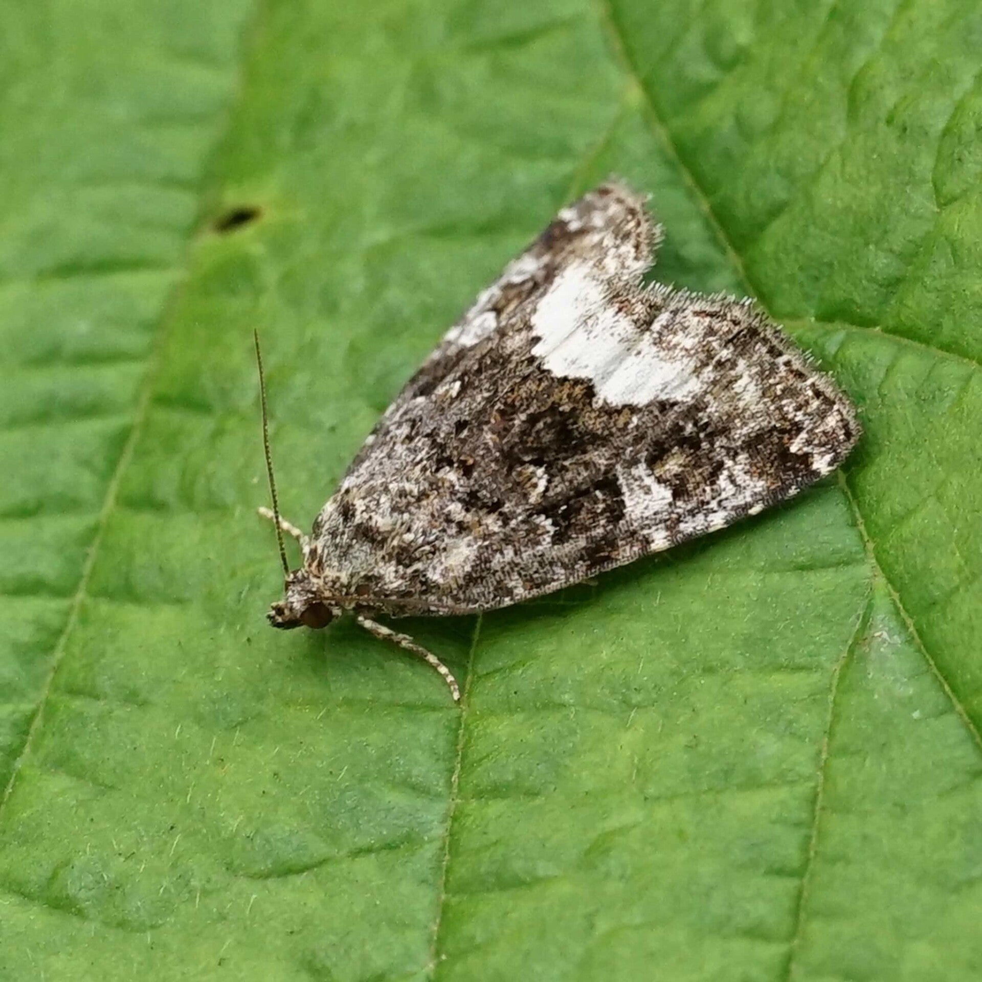wir flattern auf heimische nachtfalter tagfalter raupen nahrungspflanzen österreich petra urbanek inge biller sabine gasparitz wirflatternauf bugs-team