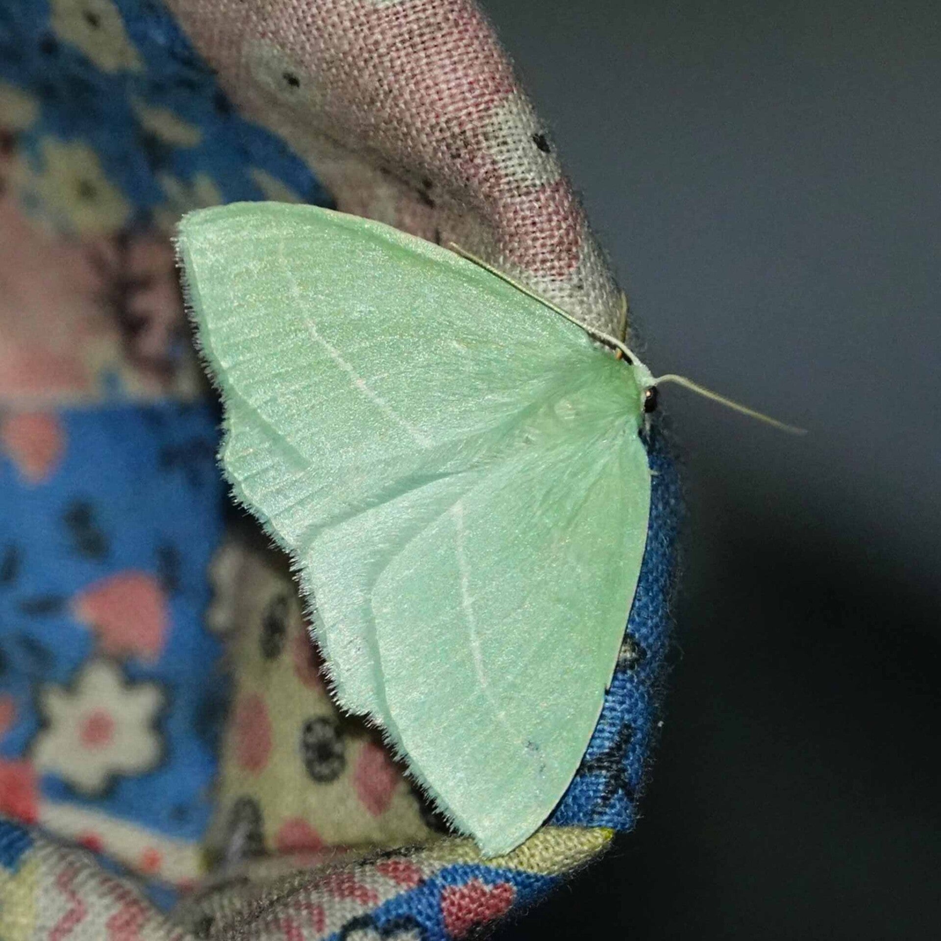 wir flattern auf heimische nachtfalter tagfalter raupen nahrungspflanzen österreich petra urbanek inge biller sabine gasparitz wirflatternauf bugs-team