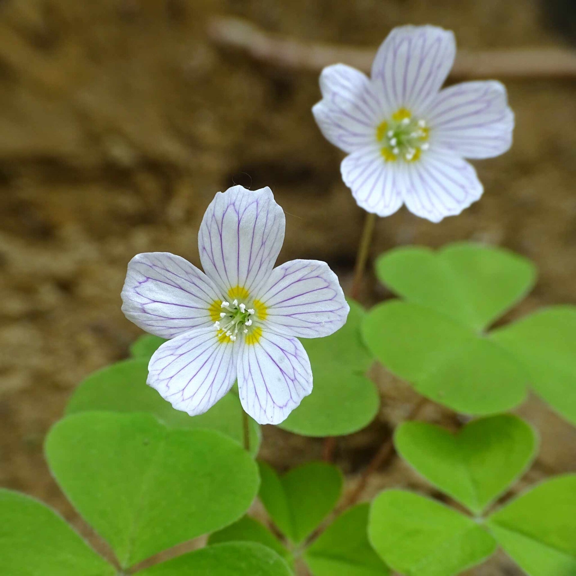 wir flattern auf heimische nachtfalter tagfalter raupen nahrungspflanzen österreich petra urbanek inge biller sabine gasparitz wirflatternauf bugs-team