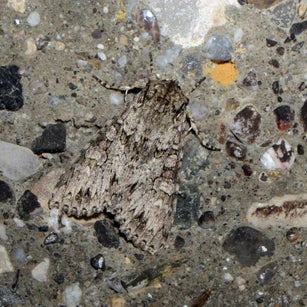 Südöstliche Grasbüscheleule Apamea syriaca wir flattern auf heimische nachtfalter tagfalter raupen nahrungspflanzen österreich petra urbanek inge biller sabine gasparitz wirflatternauf bugs-team
