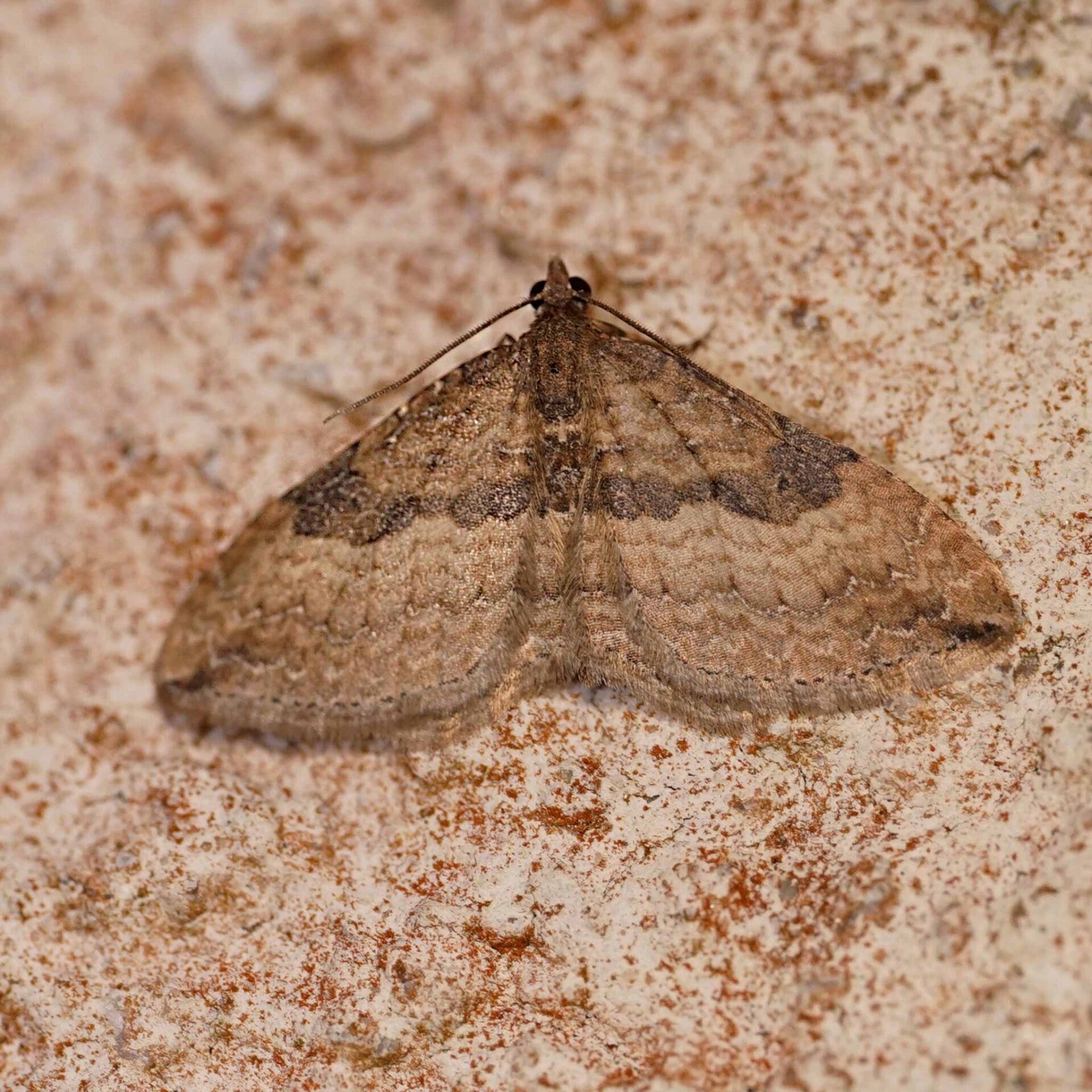 wir flattern auf heimische nachtfalter tagfalter raupen nahrungspflanzen österreich petra urbanek inge biller sabine gasparitz wirflatternauf bugs-team