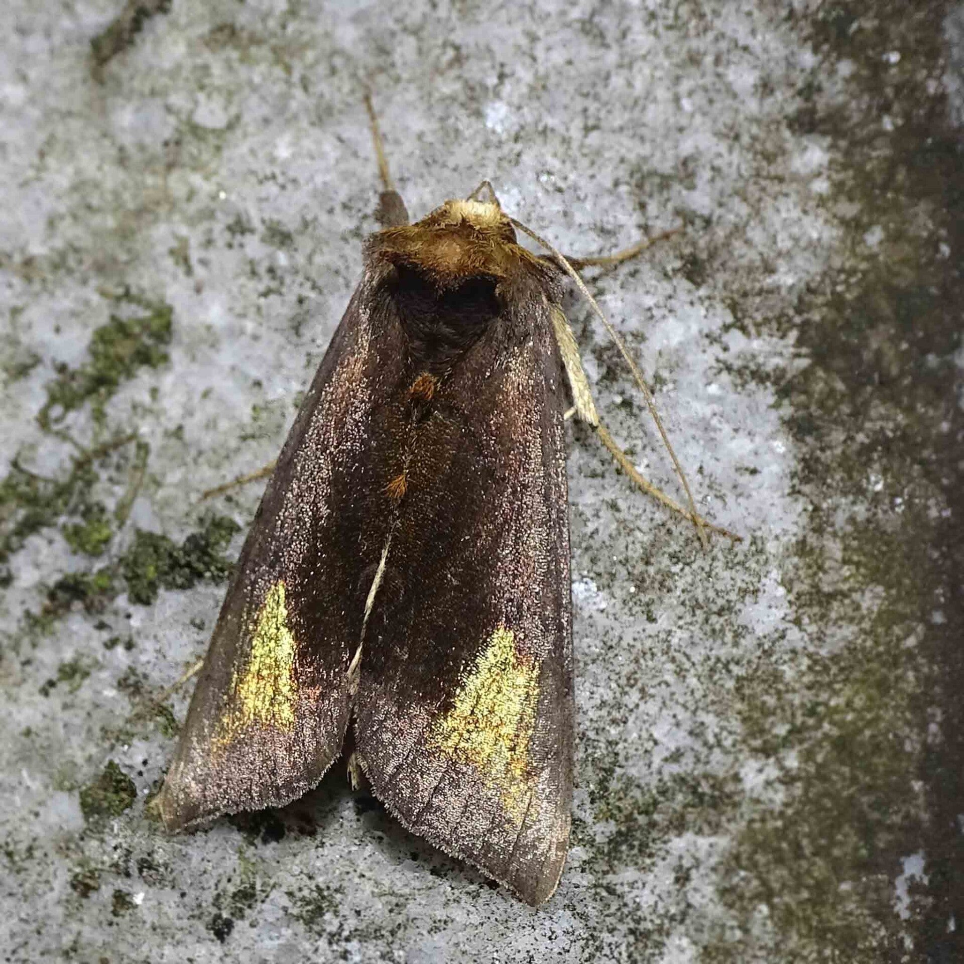 wir flattern auf heimische nachtfalter tagfalter raupen nahrungspflanzen österreich petra urbanek inge biller sabine gasparitz wirflatternauf bugs-team