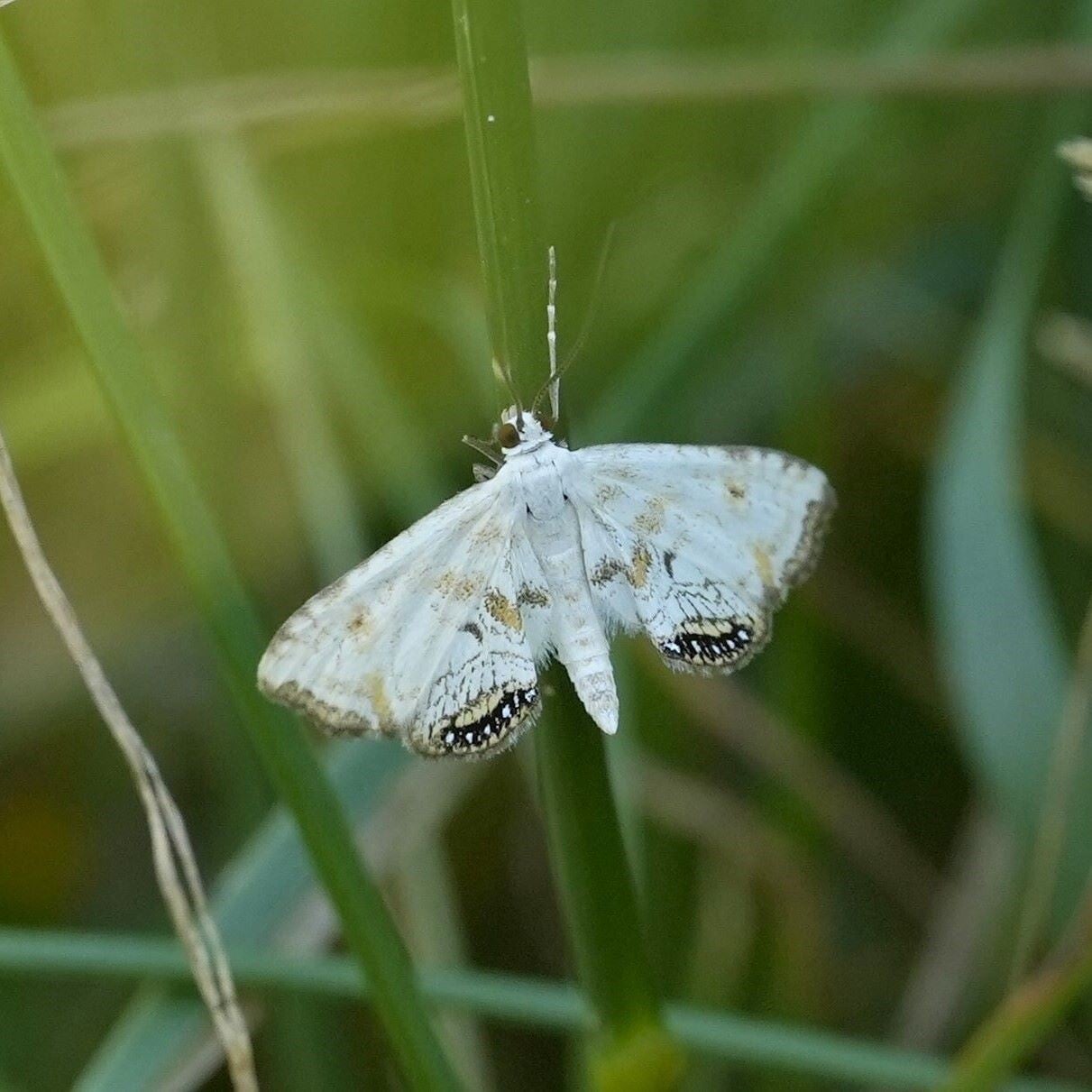 wir flattern auf heimische nachtfalter tagfalter raupen nahrungspflanzen österreich petra urbanek inge biller sabine gasparitz wirflatternauf bugs-team