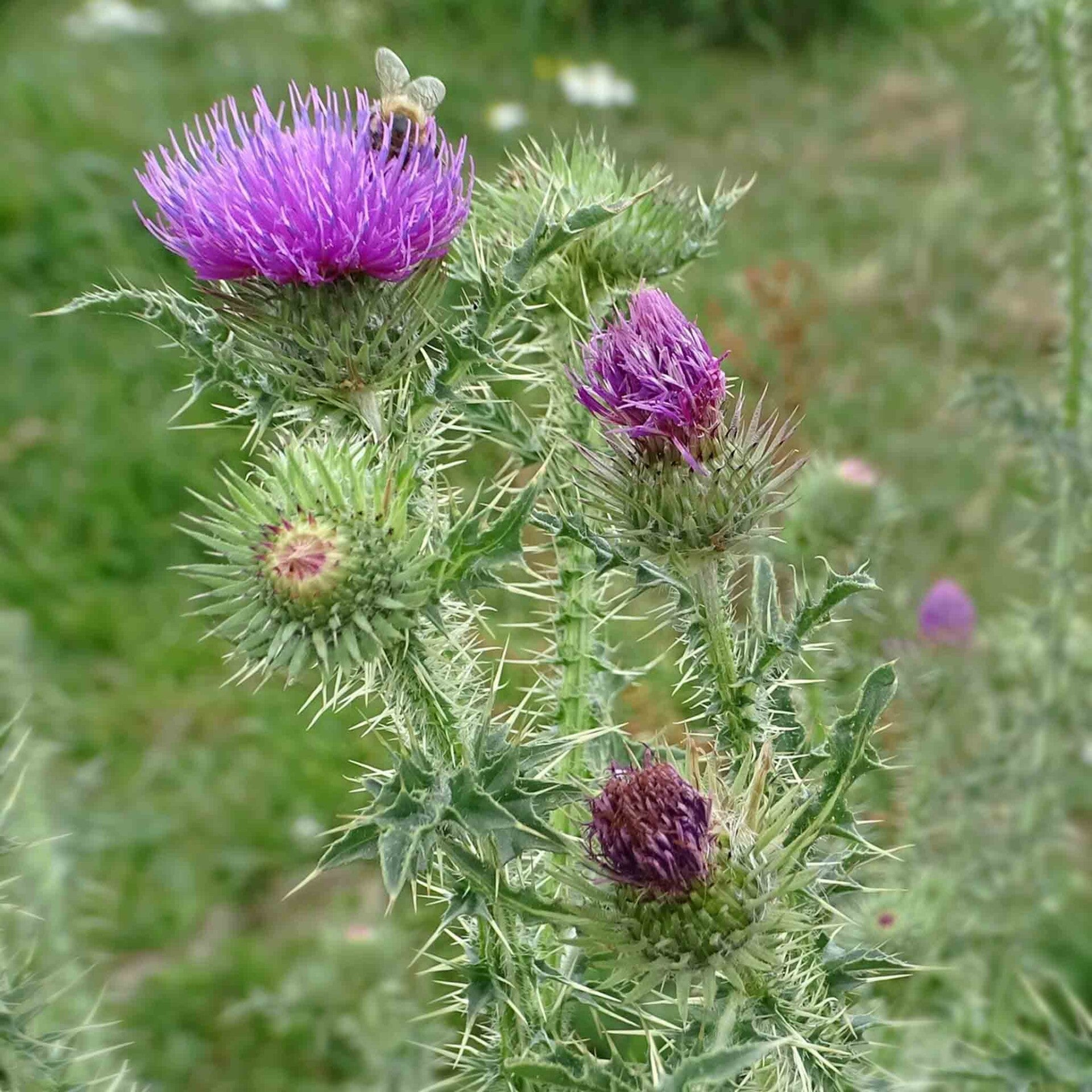 wir flattern auf heimische nachtfalter tagfalter raupen nahrungspflanzen österreich petra urbanek inge biller sabine gasparitz wirflatternauf bugs-team