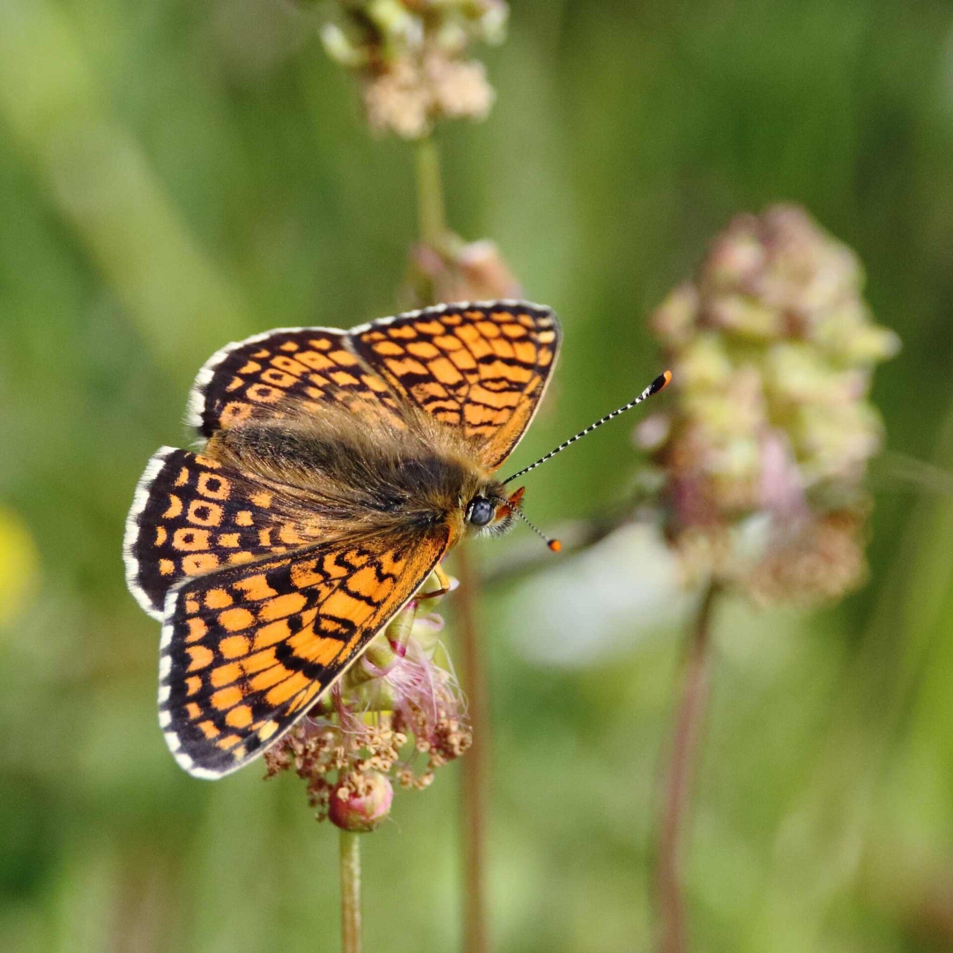 wir flattern auf heimische nachtfalter tagfalter raupen nahrungspflanzen österreich petra urbanek inge biller sabine gasparitz wirflatternauf bugs-team