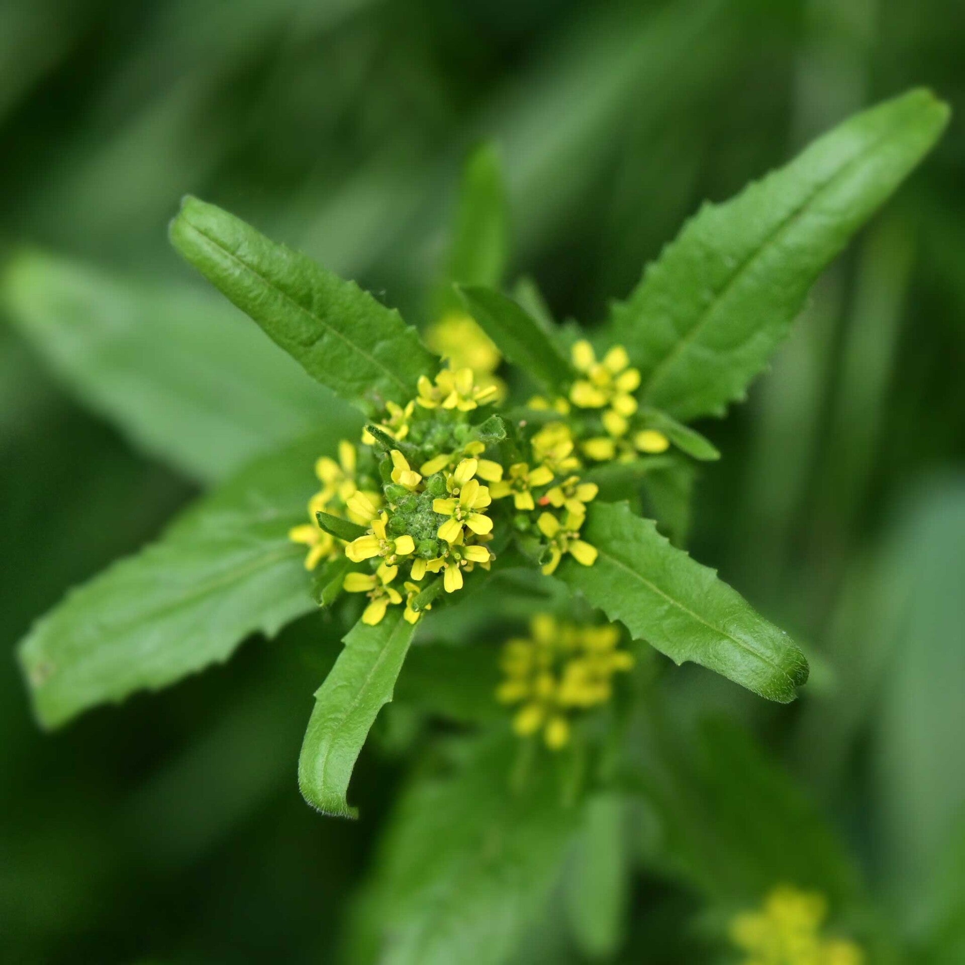 wir flattern auf heimische nachtfalter tagfalter raupen nahrungspflanzen österreich petra urbanek inge biller sabine gasparitz wirflatternauf bugs-team