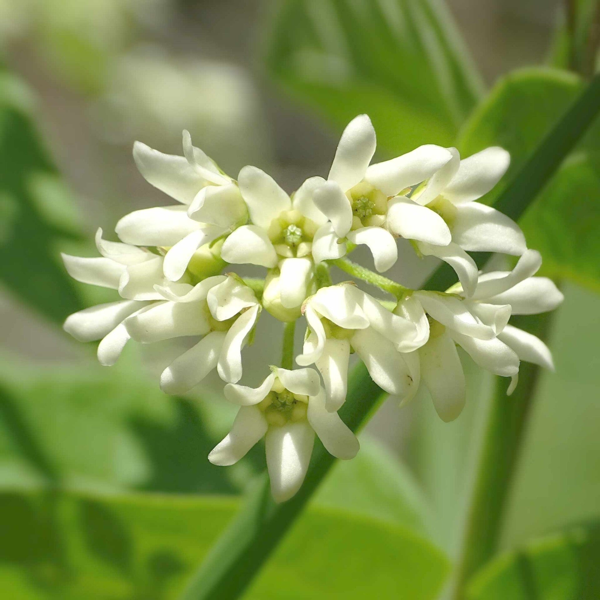 wir flattern auf heimische nachtfalter tagfalter raupen nahrungspflanzen österreich petra urbanek inge biller sabine gasparitz wirflatternauf bugs-team