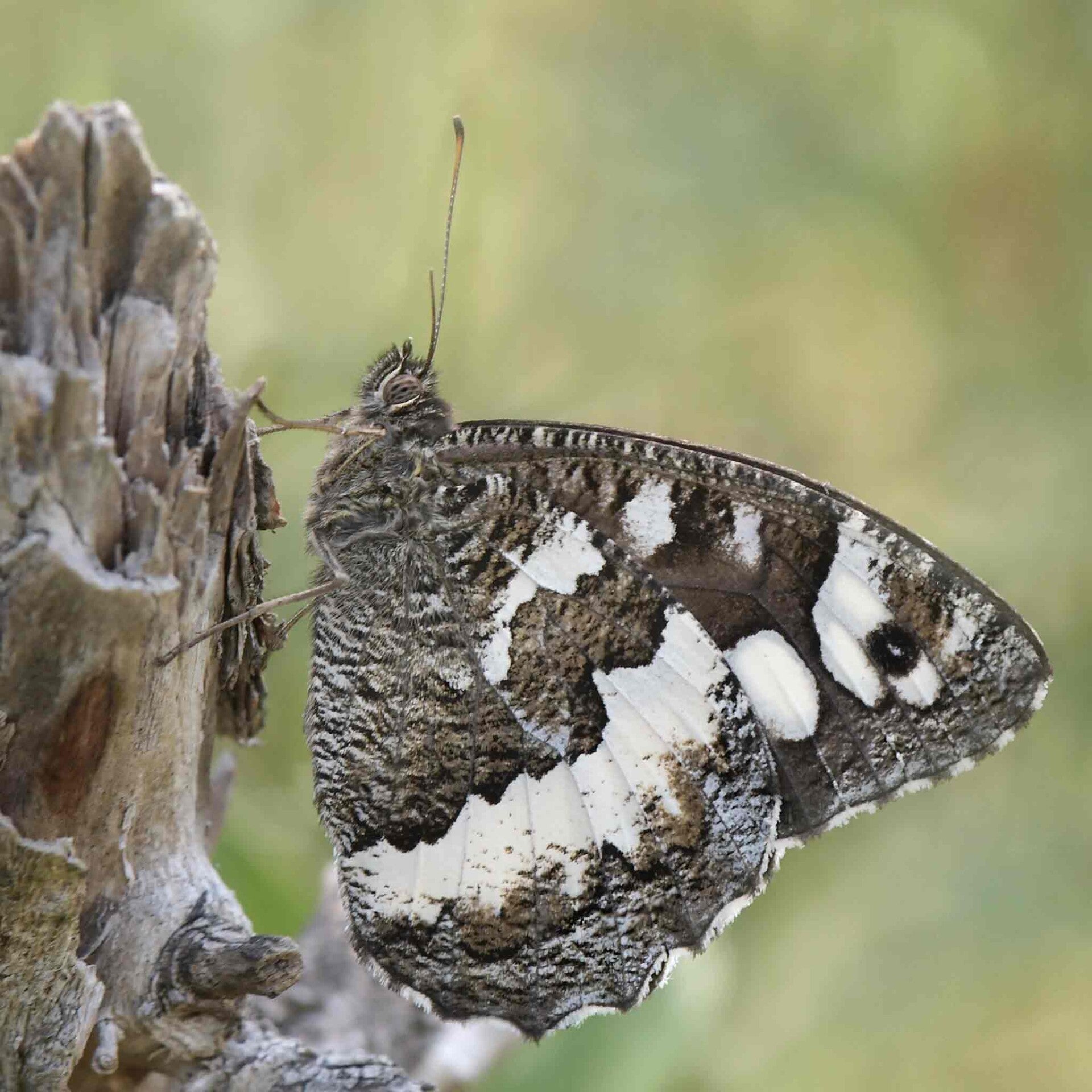 wir flattern auf heimische nachtfalter tagfalter raupen nahrungspflanzen österreich petra urbanek inge biller sabine gasparitz wirflatternauf bugs-team