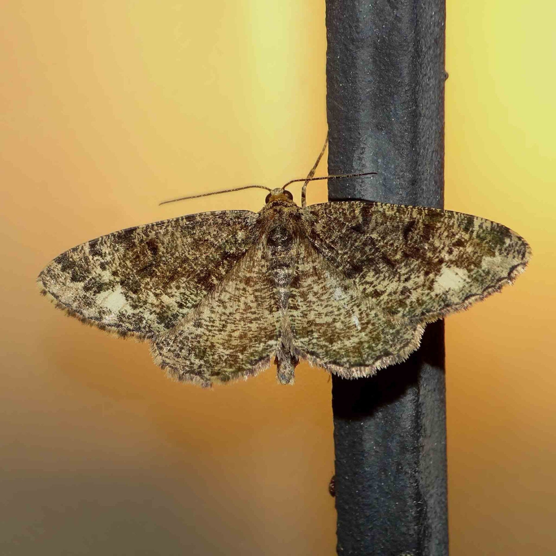 wir flattern auf heimische nachtfalter tagfalter raupen nahrungspflanzen österreich petra urbanek inge biller sabine gasparitz wirflatternauf bugs-team