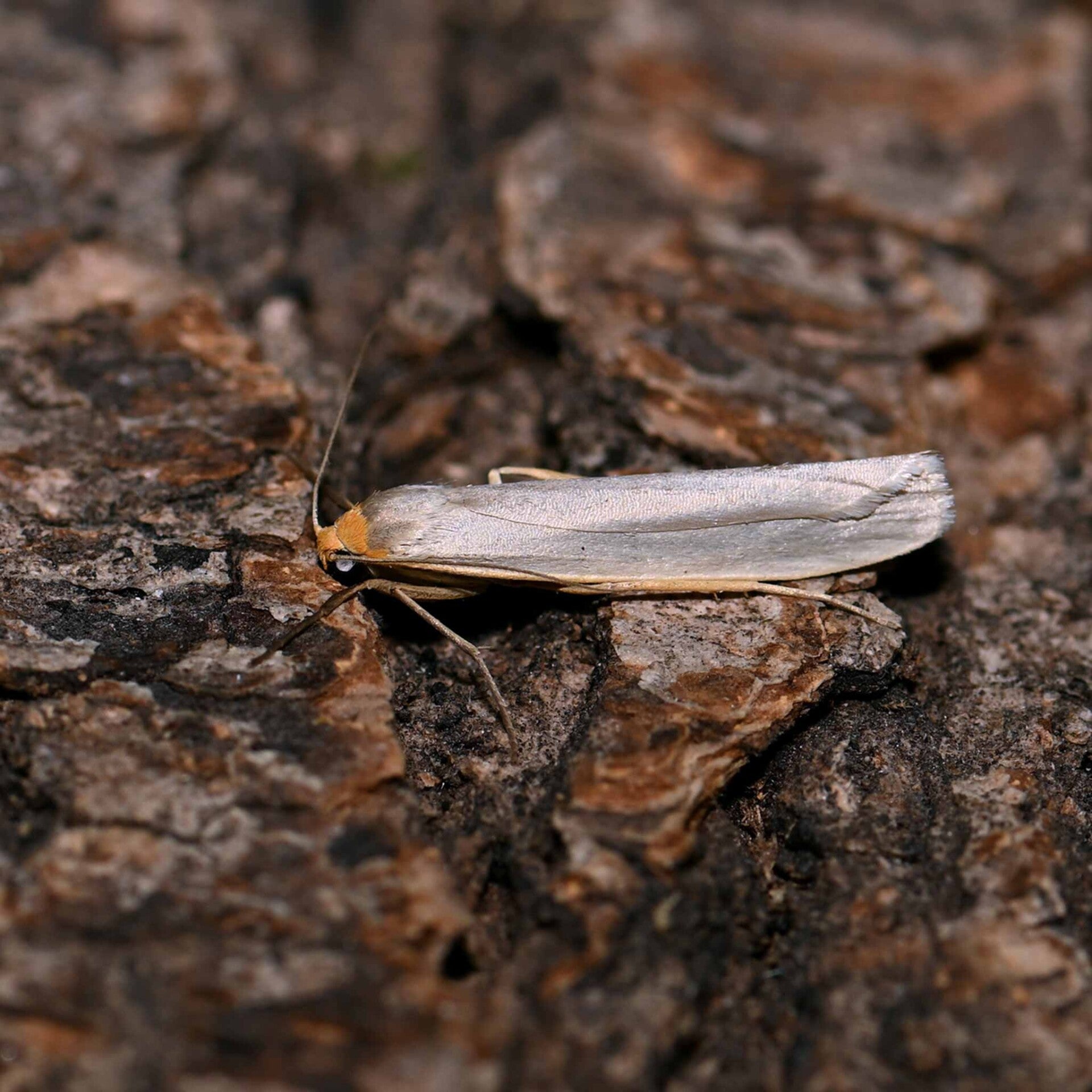 wir flattern auf heimische nachtfalter tagfalter raupen nahrungspflanzen österreich petra urbanek inge biller sabine gasparitz wirflatternauf bugs-team