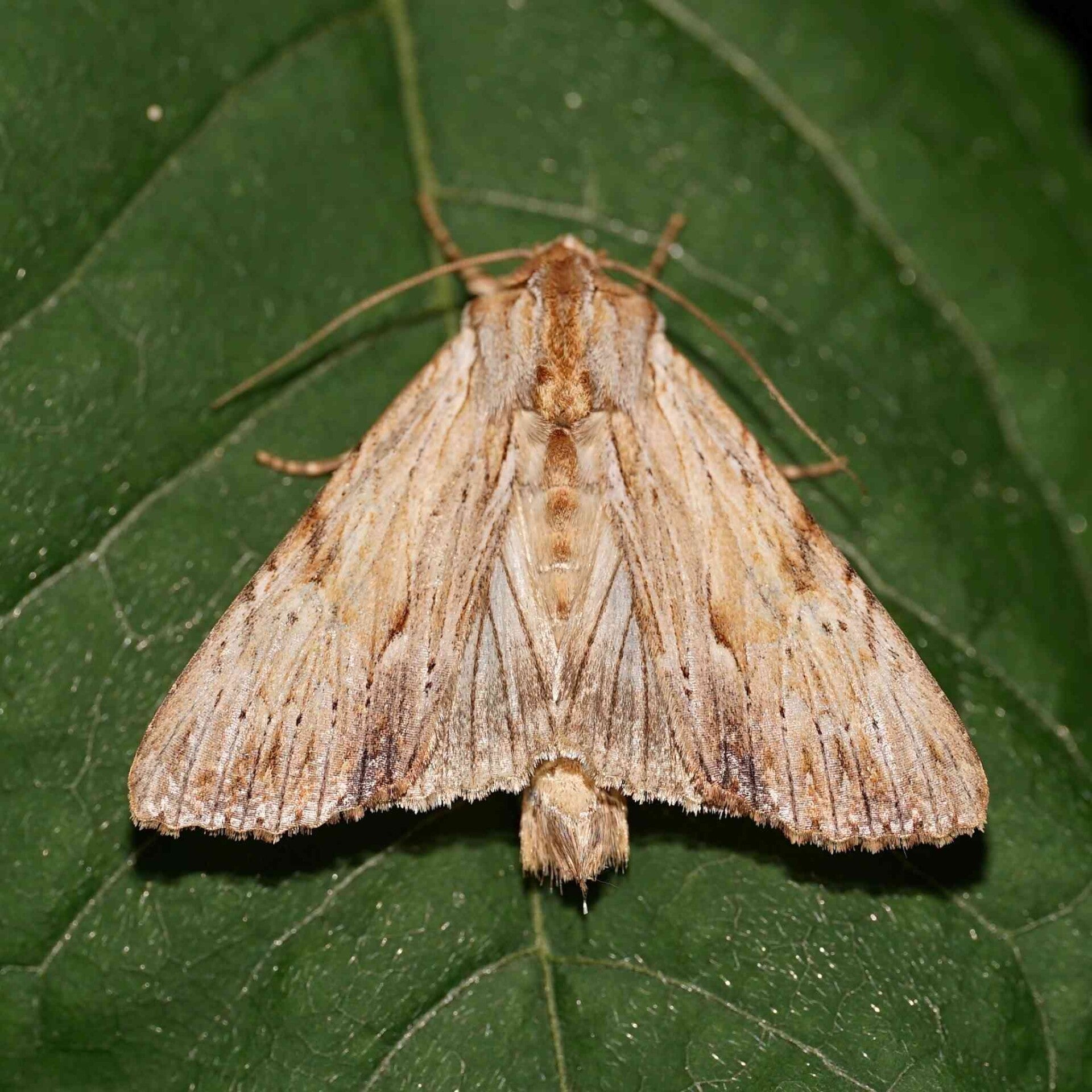 wir flattern auf heimische nachtfalter tagfalter raupen nahrungspflanzen österreich petra urbanek inge biller sabine gasparitz wirflatternauf bugs-team