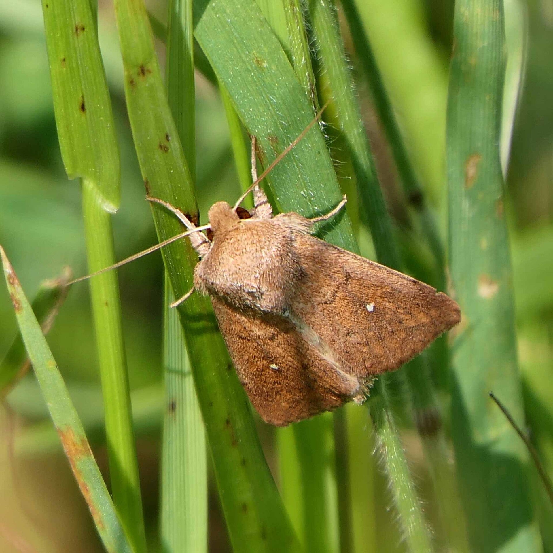 wir flattern auf heimische nachtfalter tagfalter raupen nahrungspflanzen österreich petra urbanek inge biller sabine gasparitz wirflatternauf bugs-team