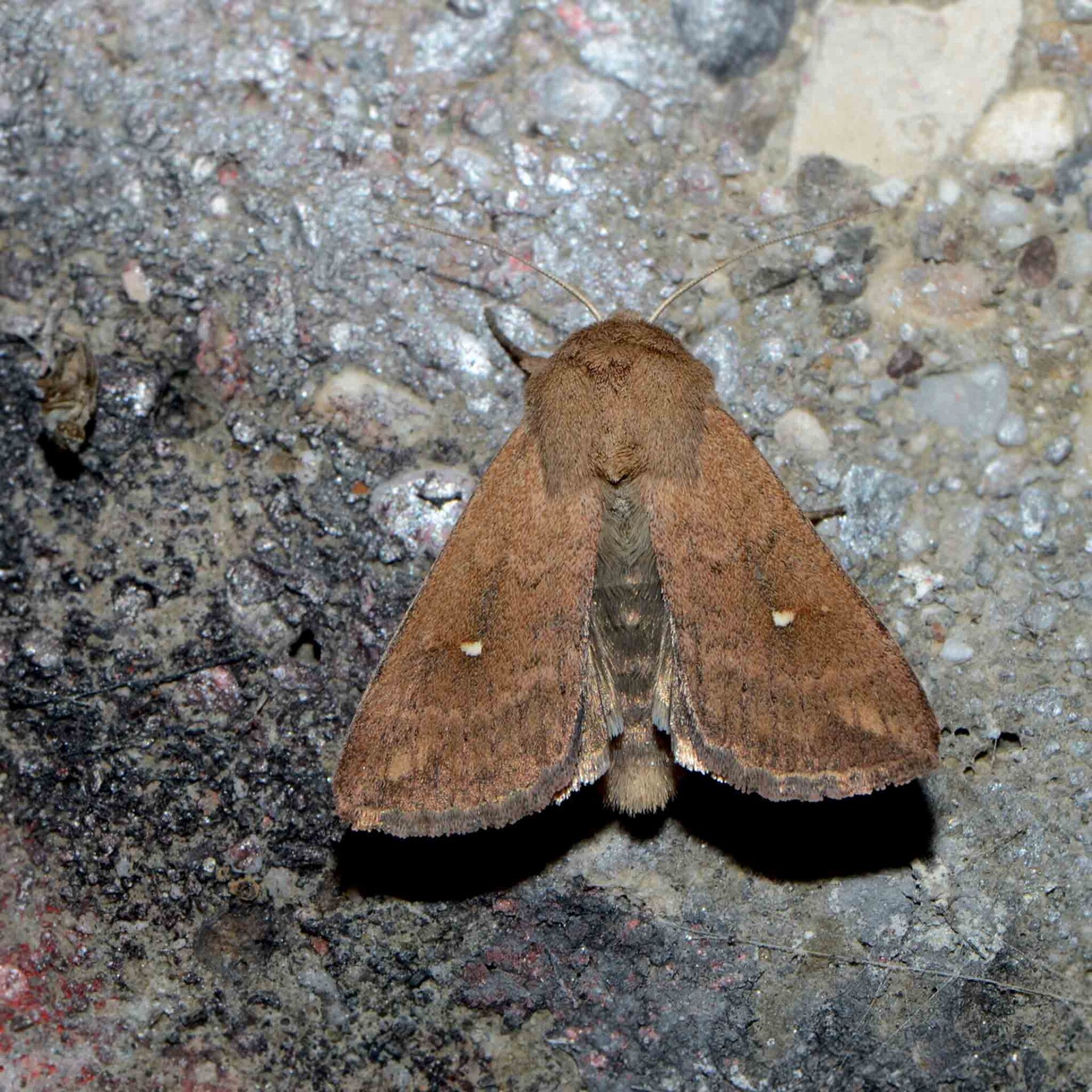 wir flattern auf heimische nachtfalter tagfalter raupen nahrungspflanzen österreich petra urbanek inge biller sabine gasparitz wirflatternauf bugs-team