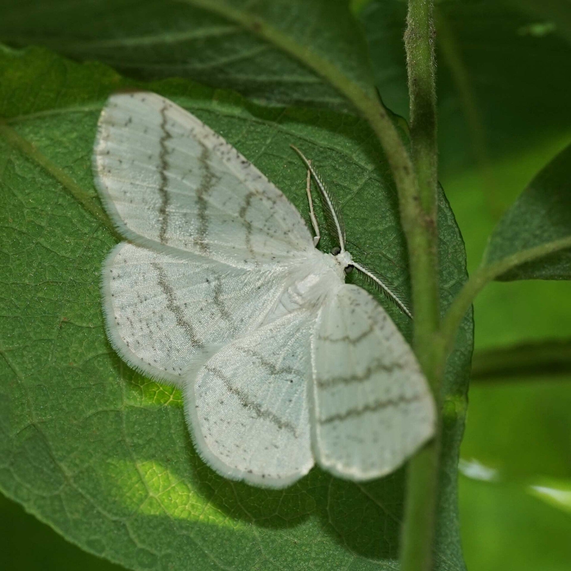 wir flattern auf heimische nachtfalter tagfalter raupen nahrungspflanzen österreich petra urbanek inge biller sabine gasparitz wirflatternauf bugs-team