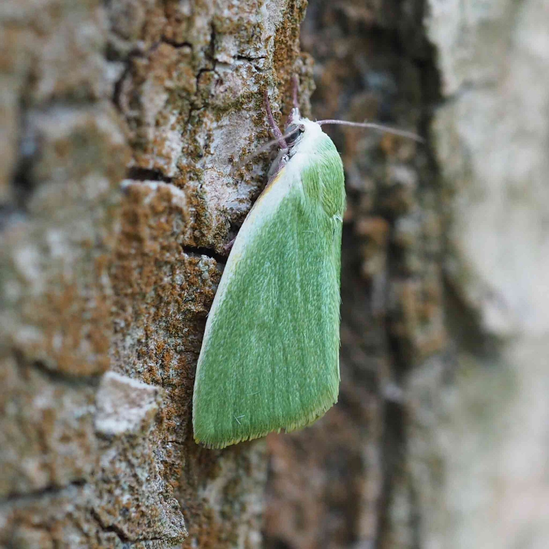 wir flattern auf heimische nachtfalter tagfalter raupen nahrungspflanzen österreich petra urbanek inge biller sabine gasparitz wirflatternauf bugs-team