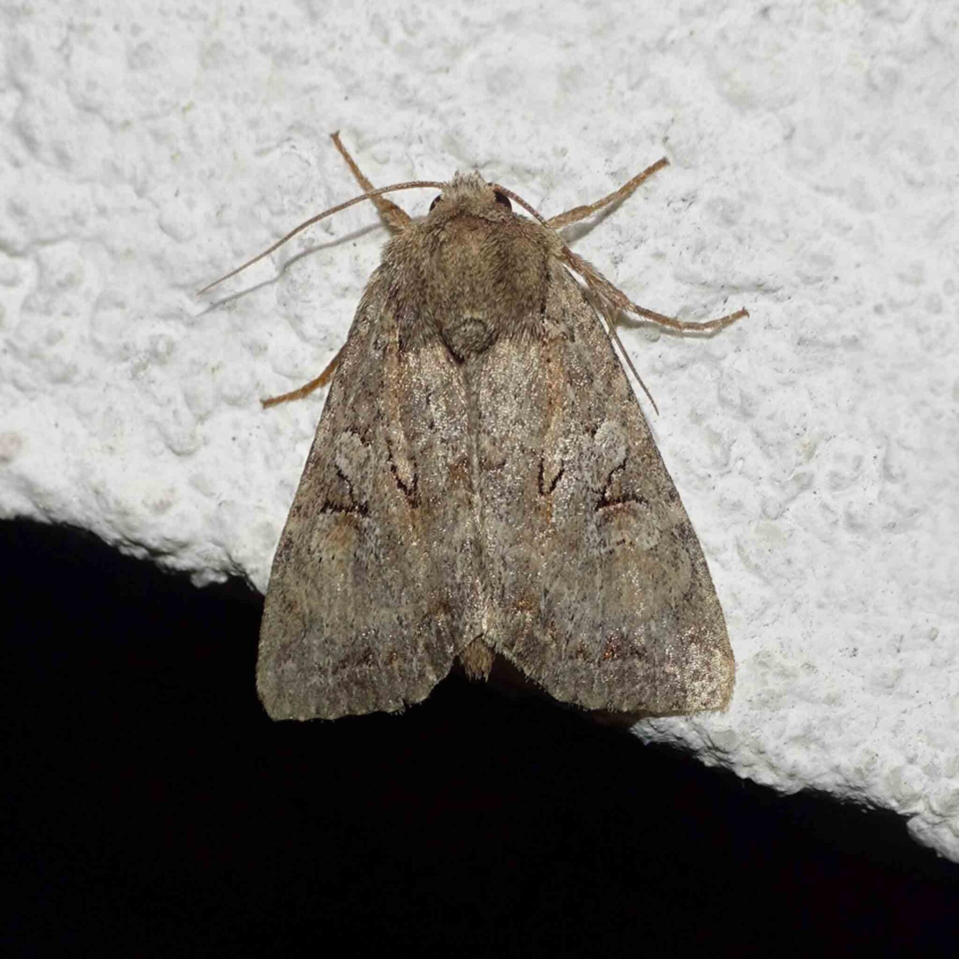 wir flattern auf heimische nachtfalter tagfalter raupen nahrungspflanzen österreich petra urbanek inge biller sabine gasparitz wirflatternauf bugs-team