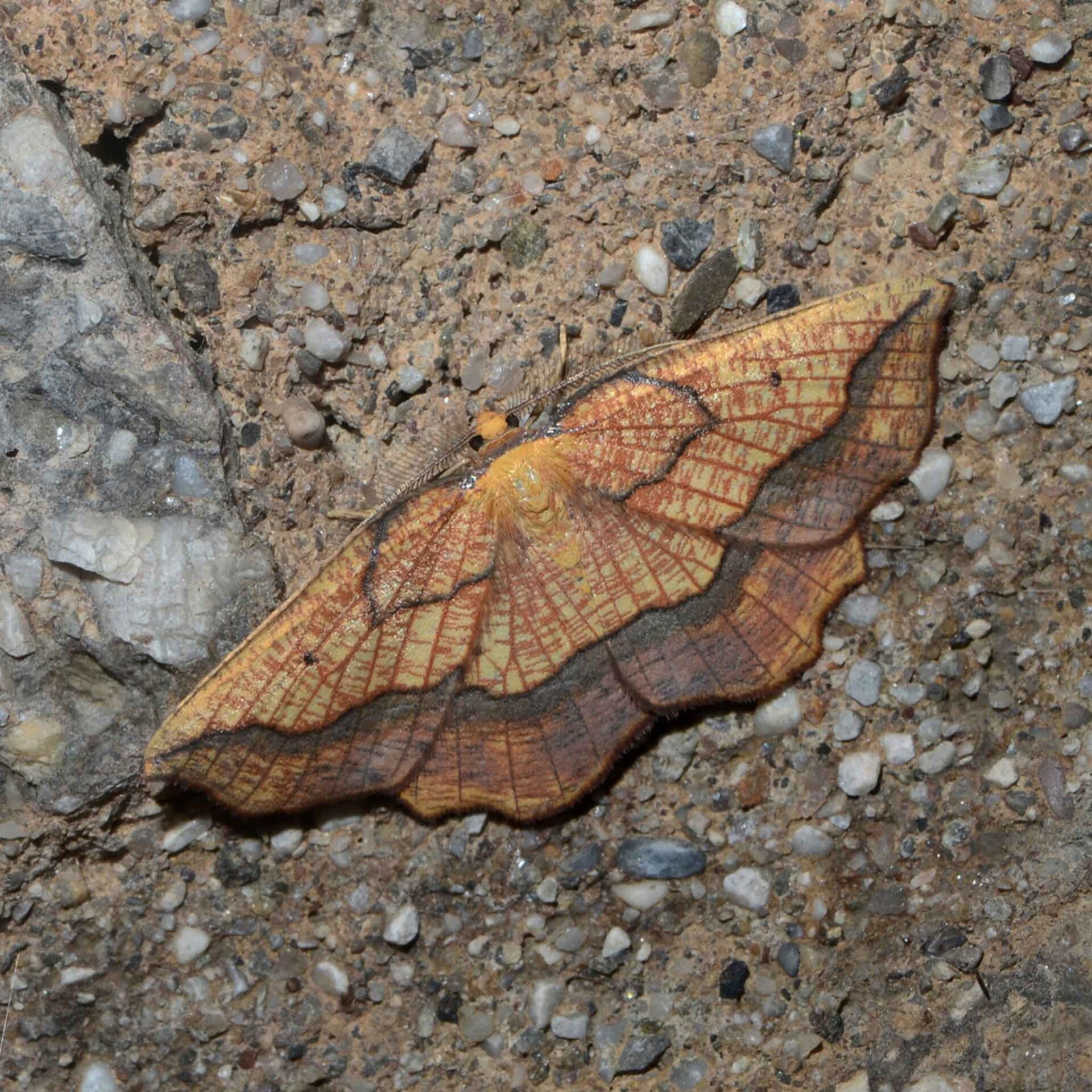 wir flattern auf heimische nachtfalter tagfalter raupen nahrungspflanzen österreich petra urbanek inge biller sabine gasparitz wirflatternauf bugs-team