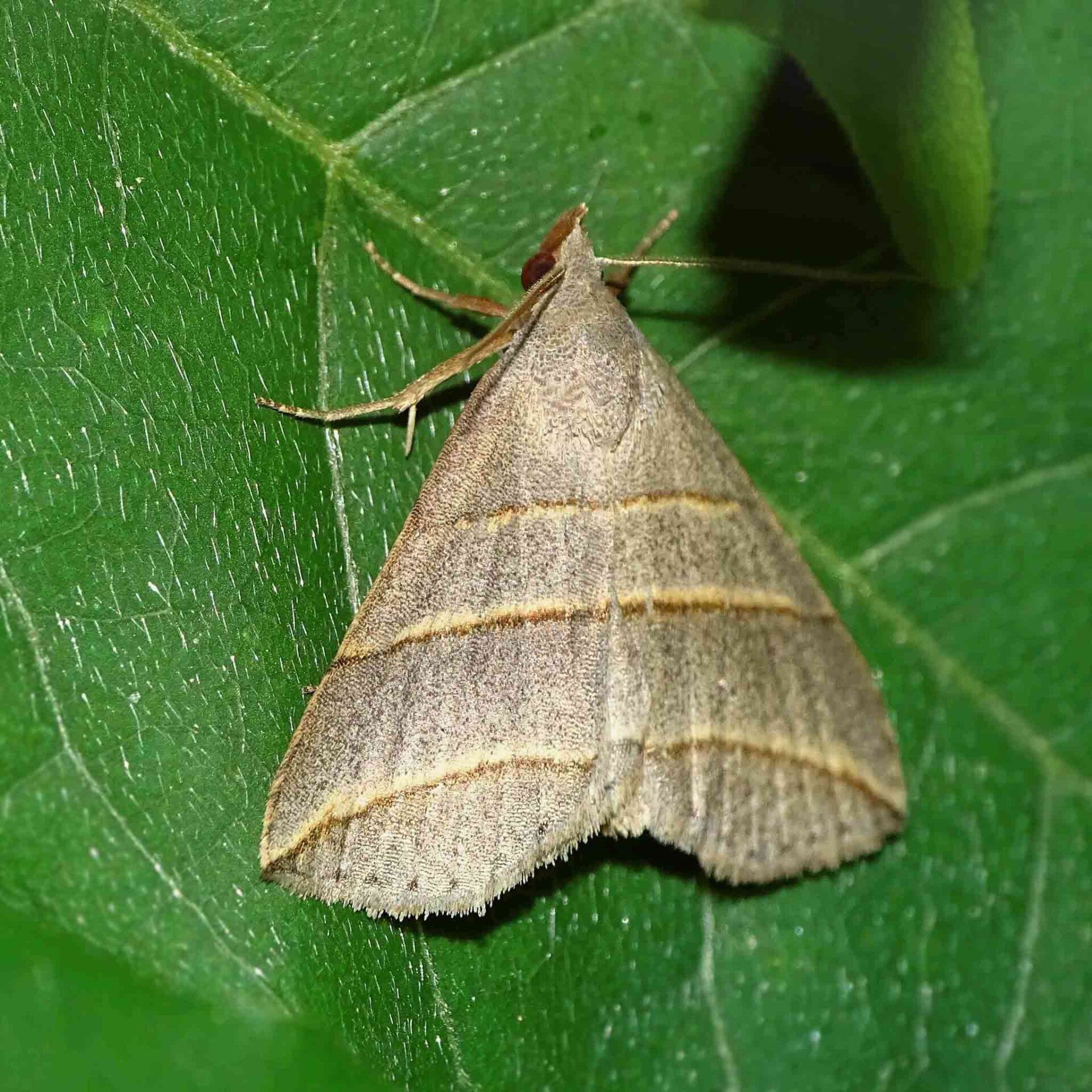 wir flattern auf heimische nachtfalter tagfalter raupen nahrungspflanzen österreich petra urbanek inge biller sabine gasparitz wirflatternauf bugs-team