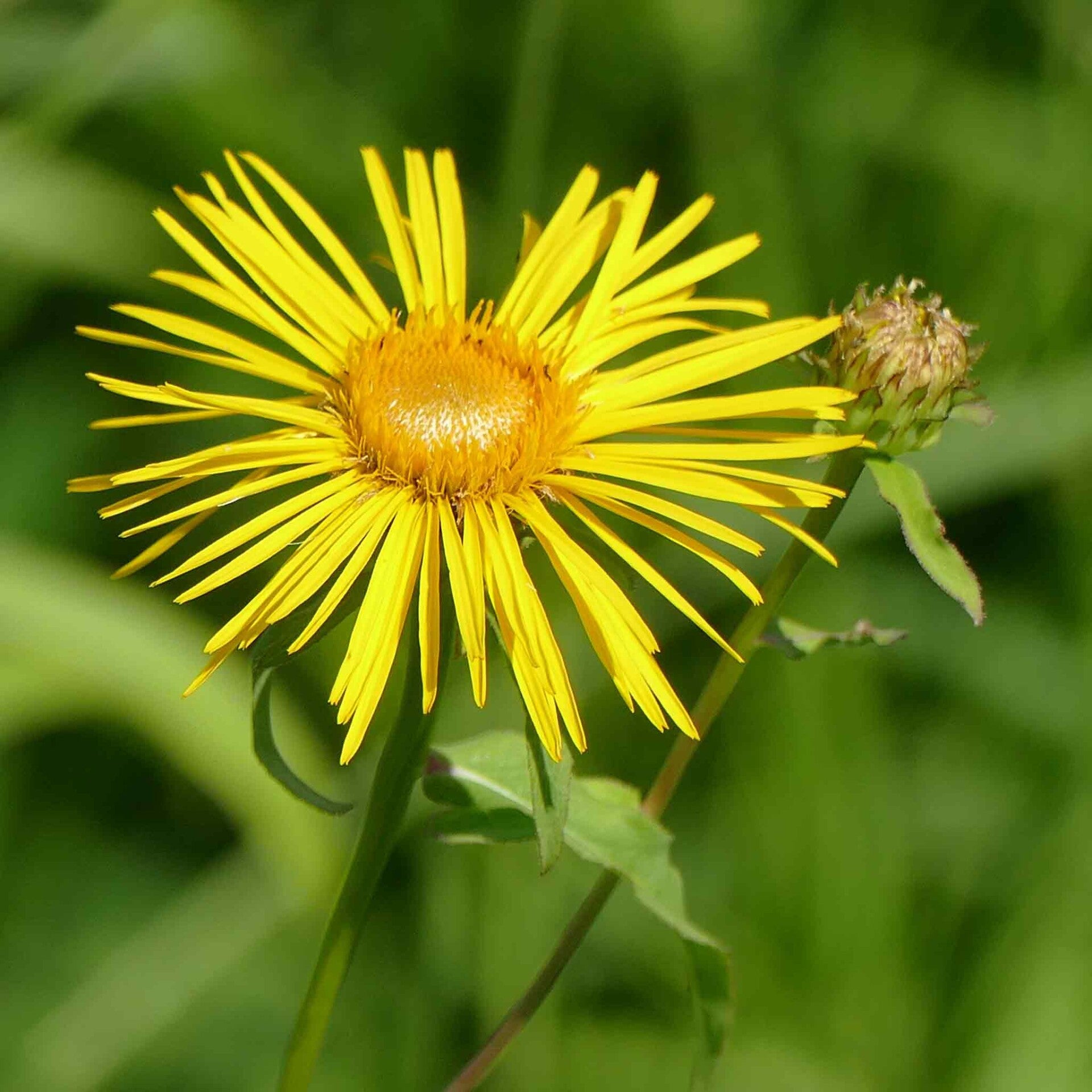 wir flattern auf heimische nachtfalter tagfalter raupen nahrungspflanzen österreich petra urbanek inge biller sabine gasparitz wirflatternauf bugs-team
