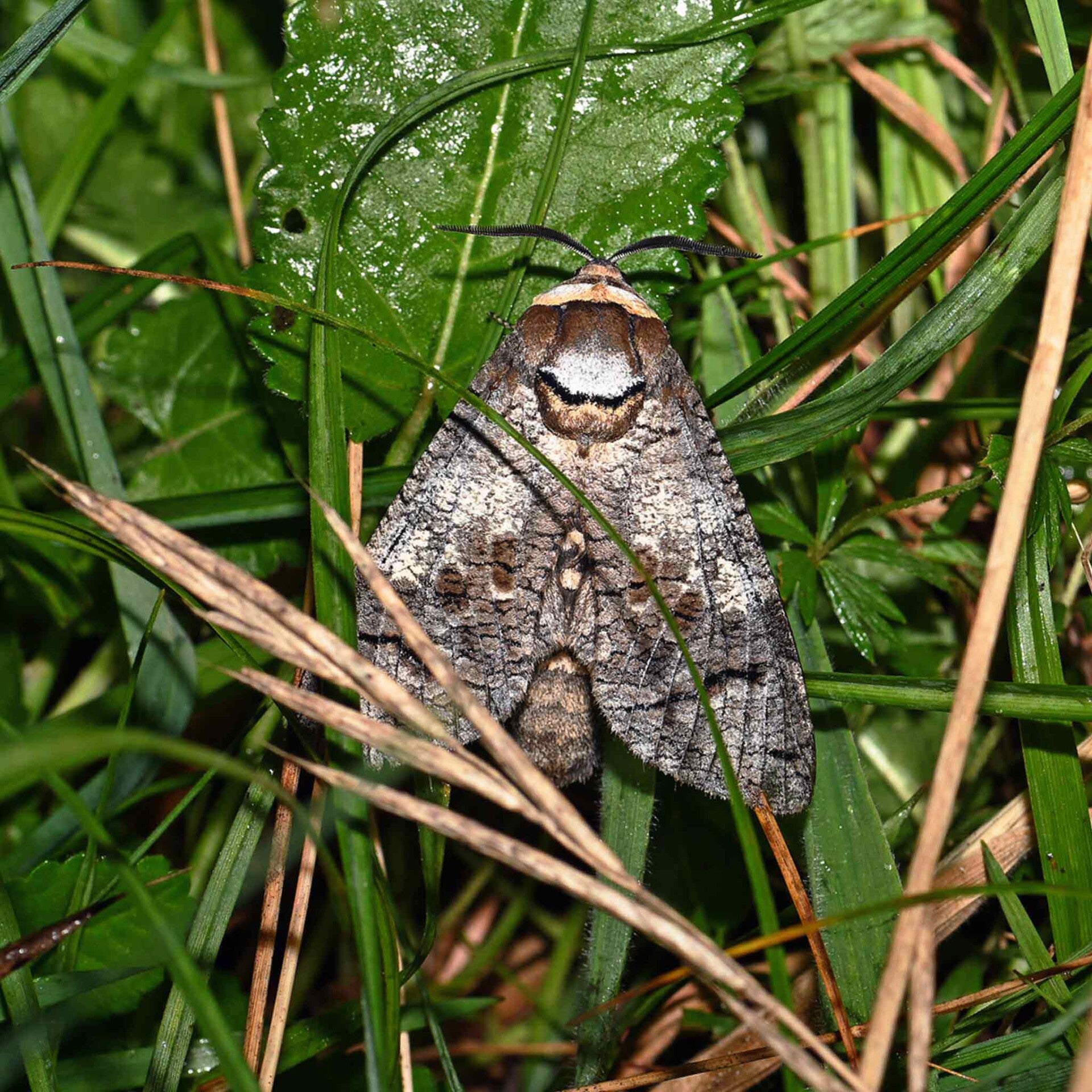wir flattern auf heimische nachtfalter tagfalter raupen nahrungspflanzen österreich petra urbanek inge biller sabine gasparitz wirflatternauf bugs-team